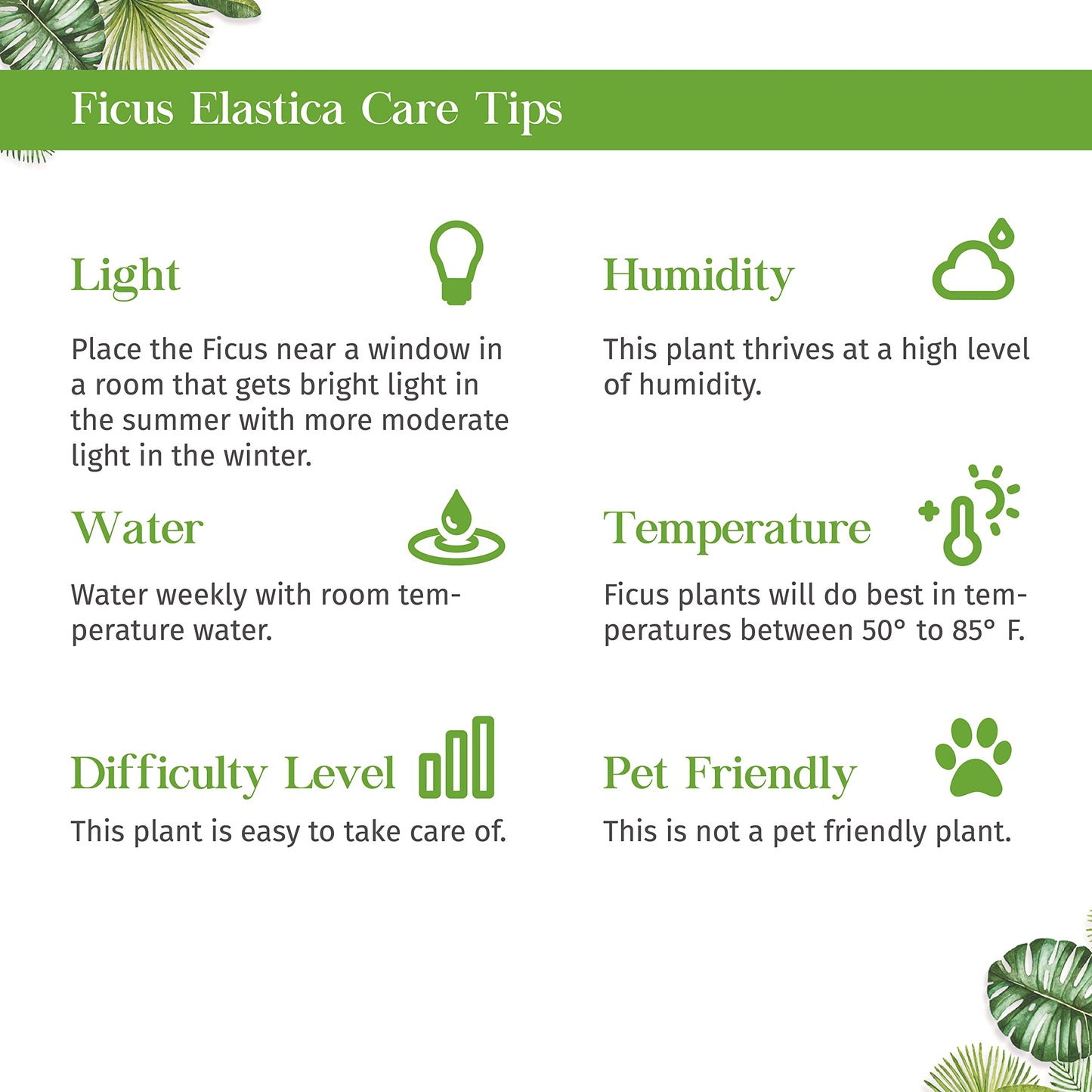 Ficus Elastica 'Ruby Pink' Live Plant for Indoor | Different Houseplants in 4'' & 6'' Pot | Real House Plant for Living Room, Office, Desk & Bathroom | Variegated Rubber Tree