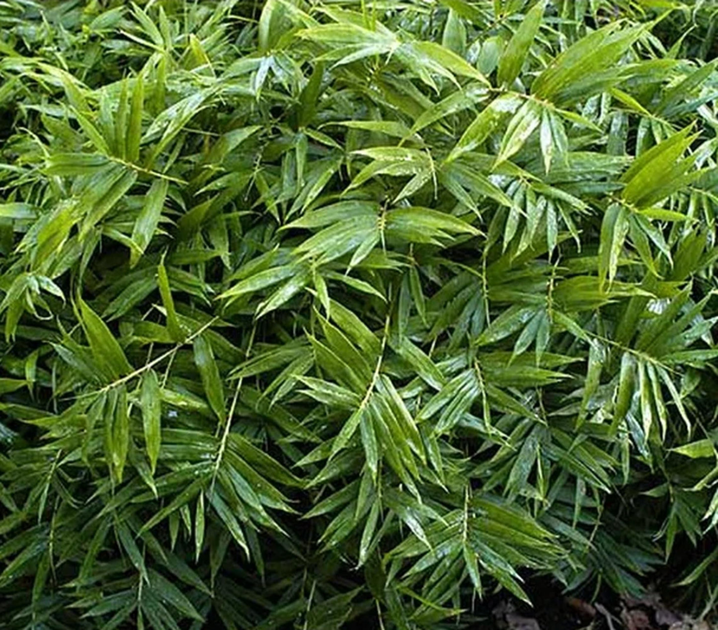 50 Dwarf Fernleaf Bamboo Seeds Perennial Ornamental Seed Privacy