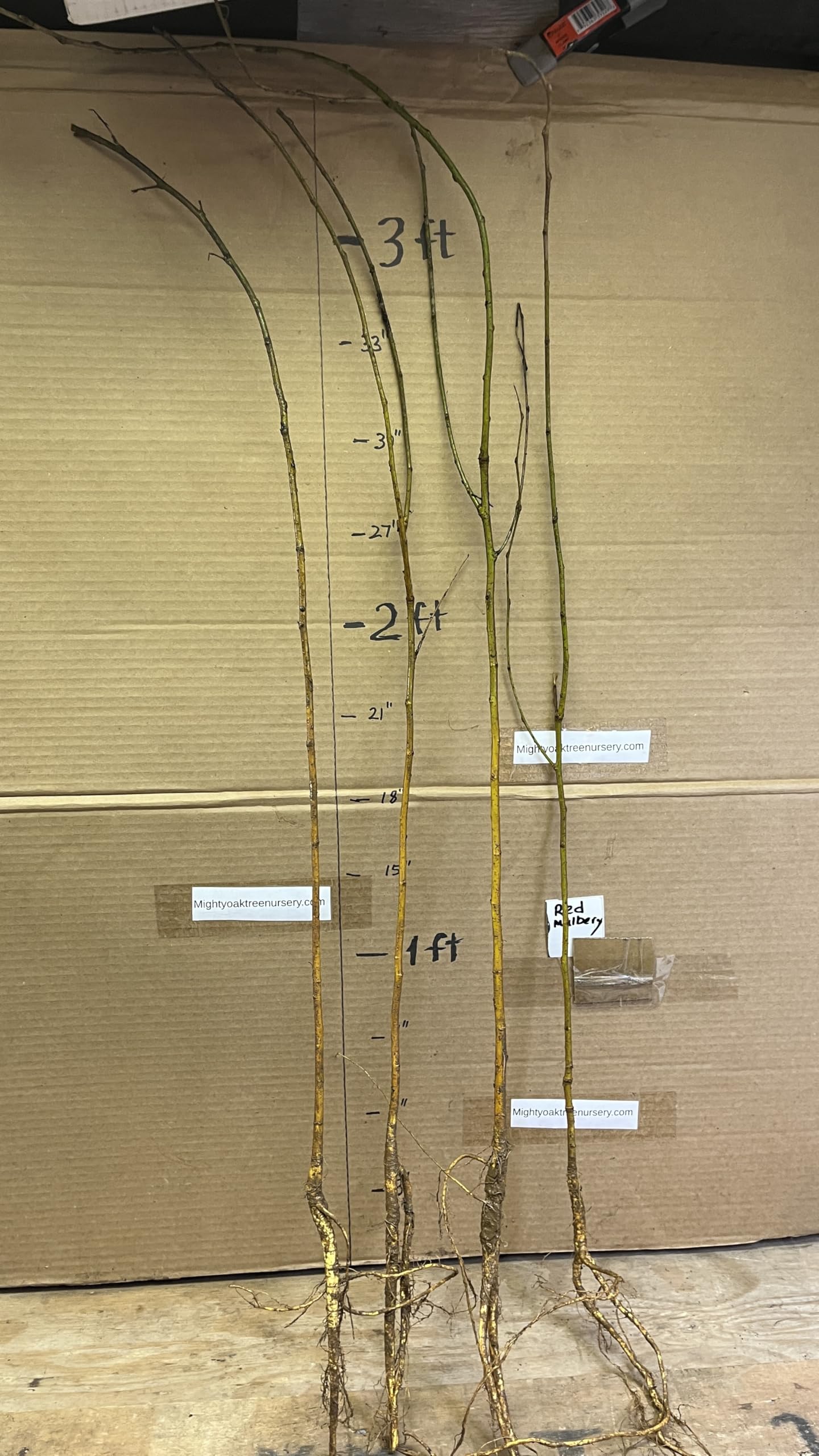 24-36" Tall Red Mulberry (Morus rubra) Plant, Bare Root