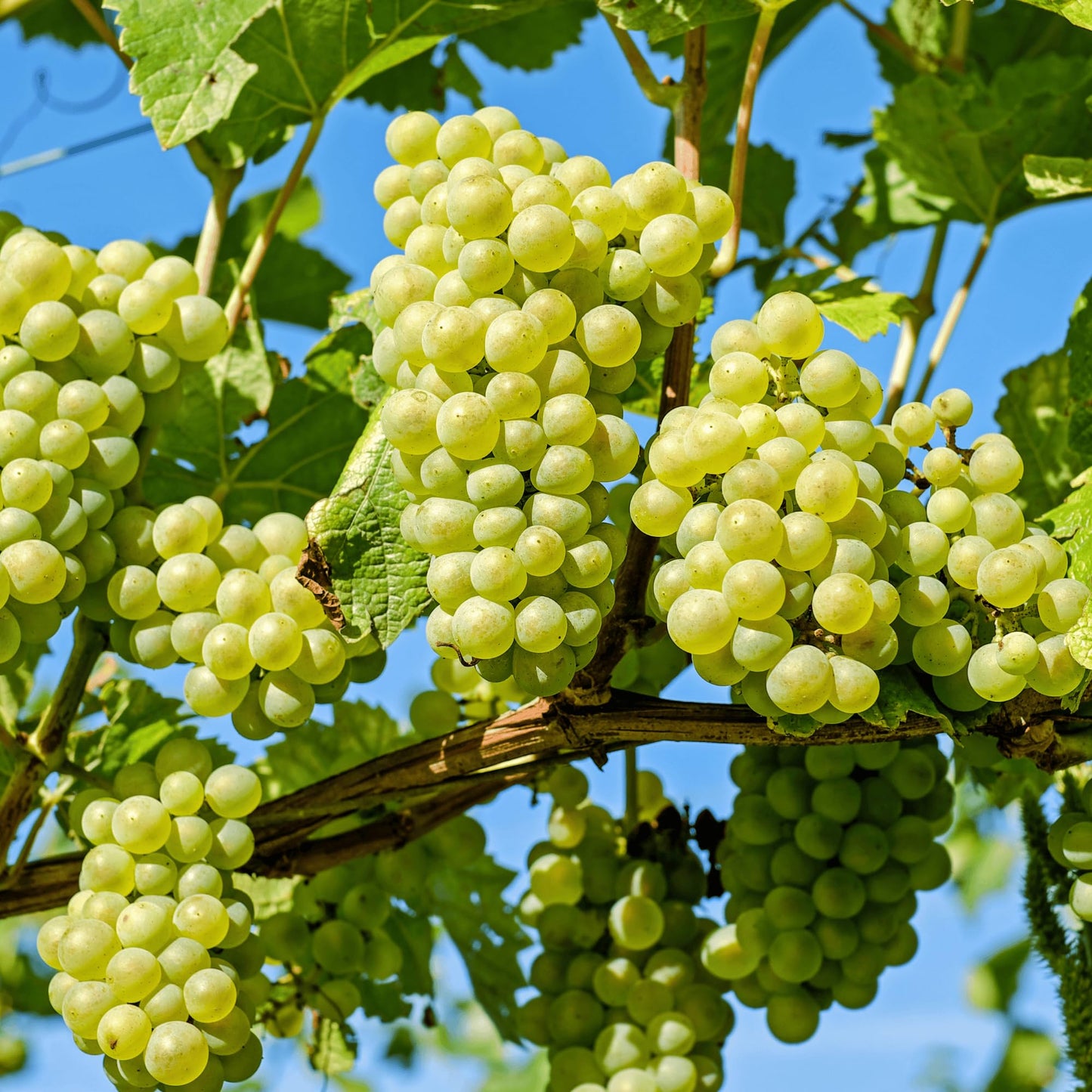 Niagara Seedless Bare Root Grape Vine - America's Classic Green Table Grape - 1-Year Old Plant with a Free Vine Support Included from Hand Picked Nursery (2)
