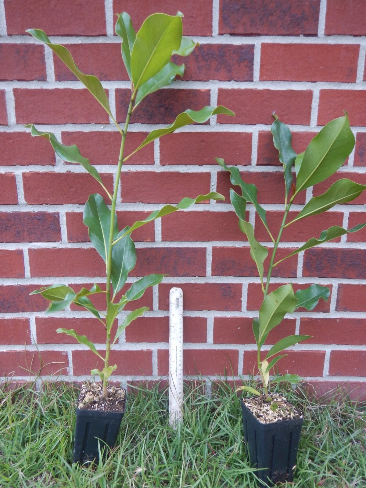 Live Plant - Southern Magnolia Tree 20-28 inch Tall