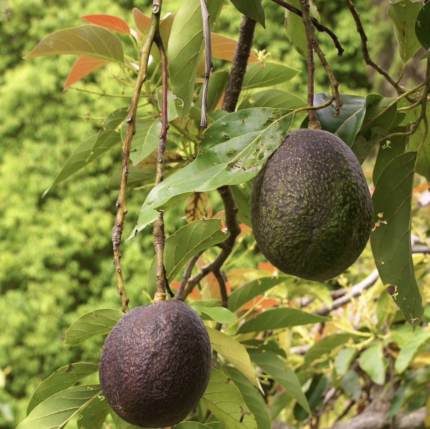Live Plant - Avocado HASS (Persea Americana) Tropical Live Big Fruit Tree 12”-24”