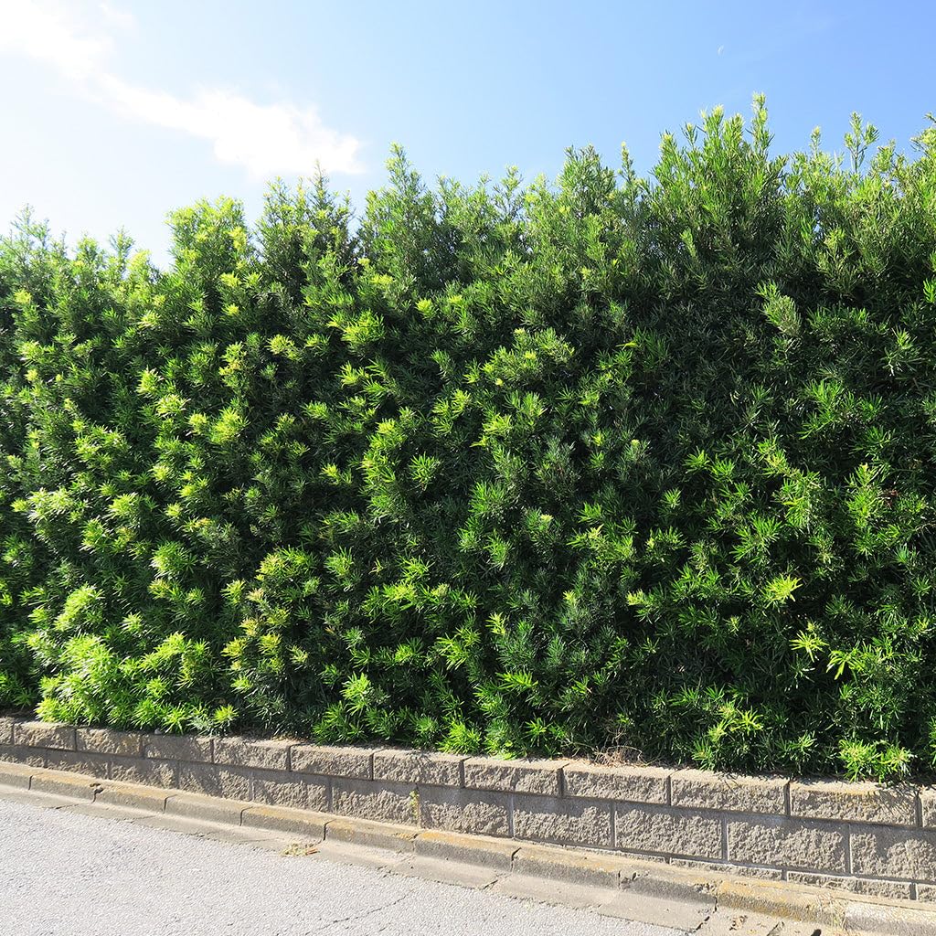 Perfect Plants Podocarpus Maki in 1 Gallon Pot | Live Evergreen Hedge Plant for Outdoor Growing | Japanese Yew Shrub for Privacy & Landscape | Bonsai Tree Starter for Indoor Garden | Full Sun