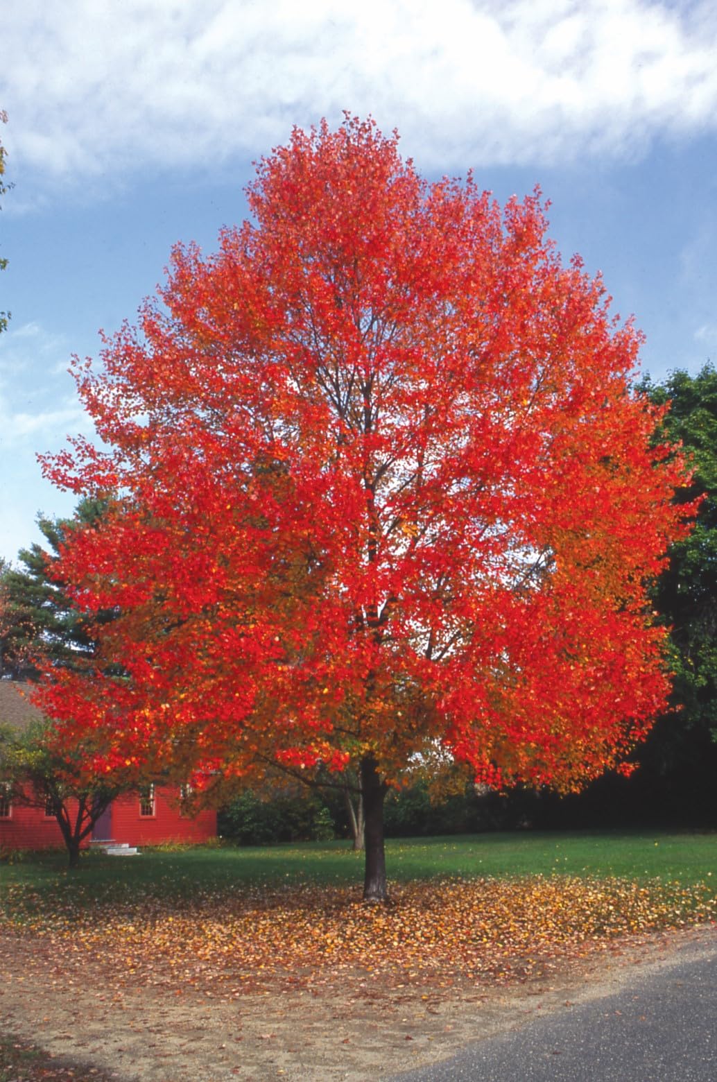 Red Maple Tree, 1 Gallon Live Nursery Pot, Fast Growing Shade Tree with Fall Color | Arbor Day Foundation (Due to Agricultural Laws, Unavailable to CA or AZ)