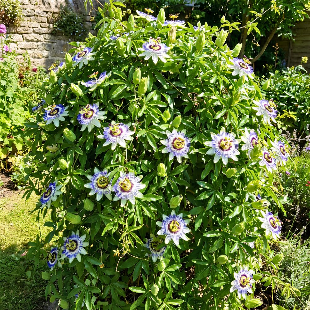 Set 2 Blue Passion Flower Plants Live, Passiflora Flower Vine 4-7'' Tall, Fragrant Climbing Plant for Garden, Patio, Containers