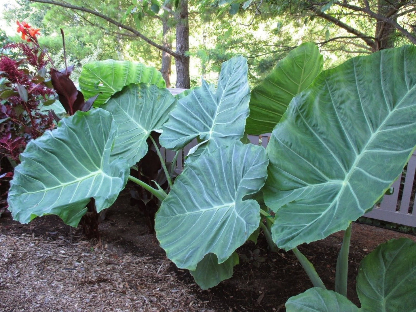LIVE BULBS Colocasia gigantea Thailand Giant Thai Giant Elephant Ear Huge Leaf 6 Bulbs