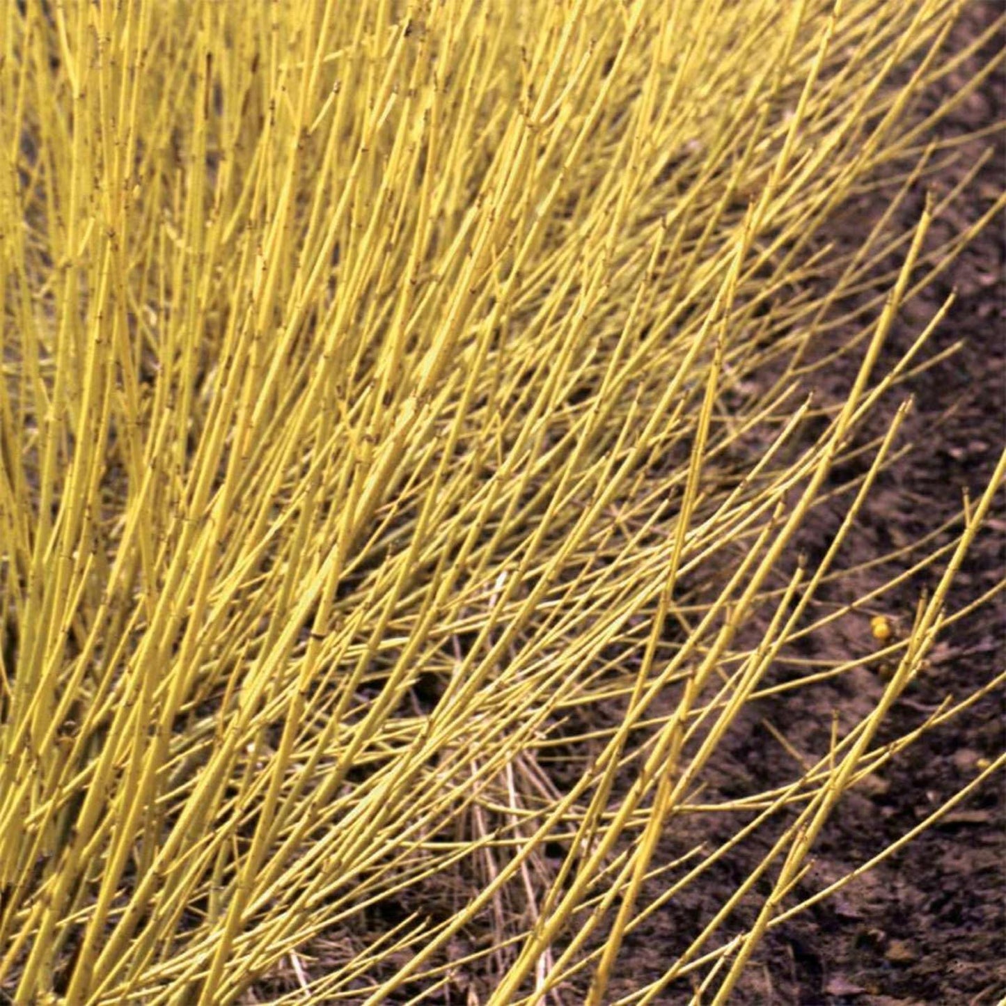 Proven Winners Arctic Fire Yellow Dogwood (Cornus stolonifera) Live Plant, 4.5" Qt, 4 Pack