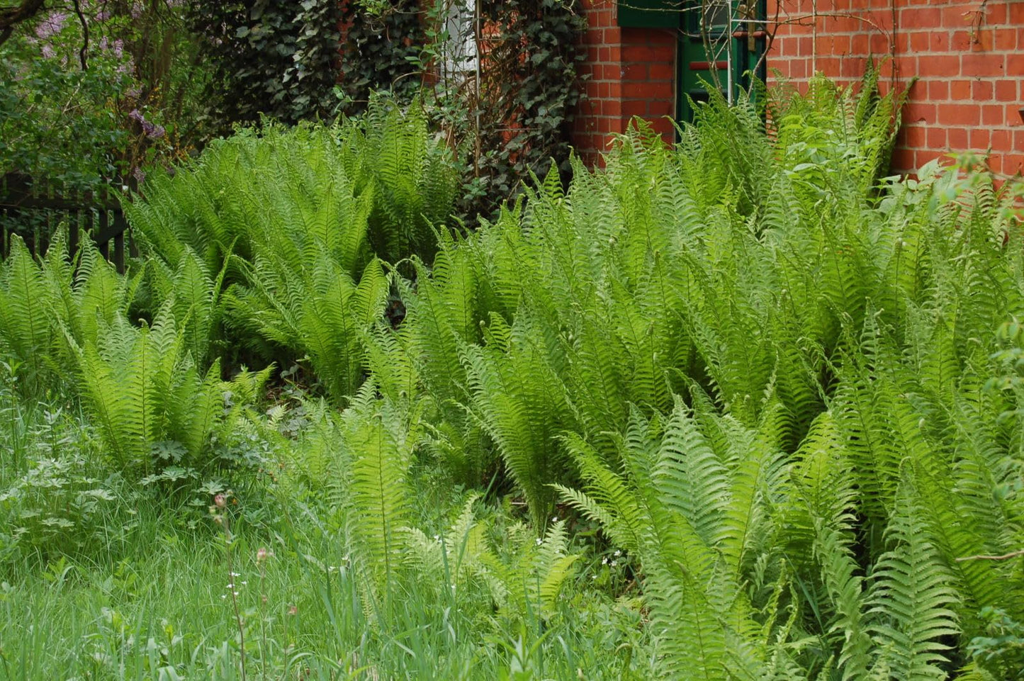 New Fresh 100pcs Ostrich Fern Plant Seeds Generic