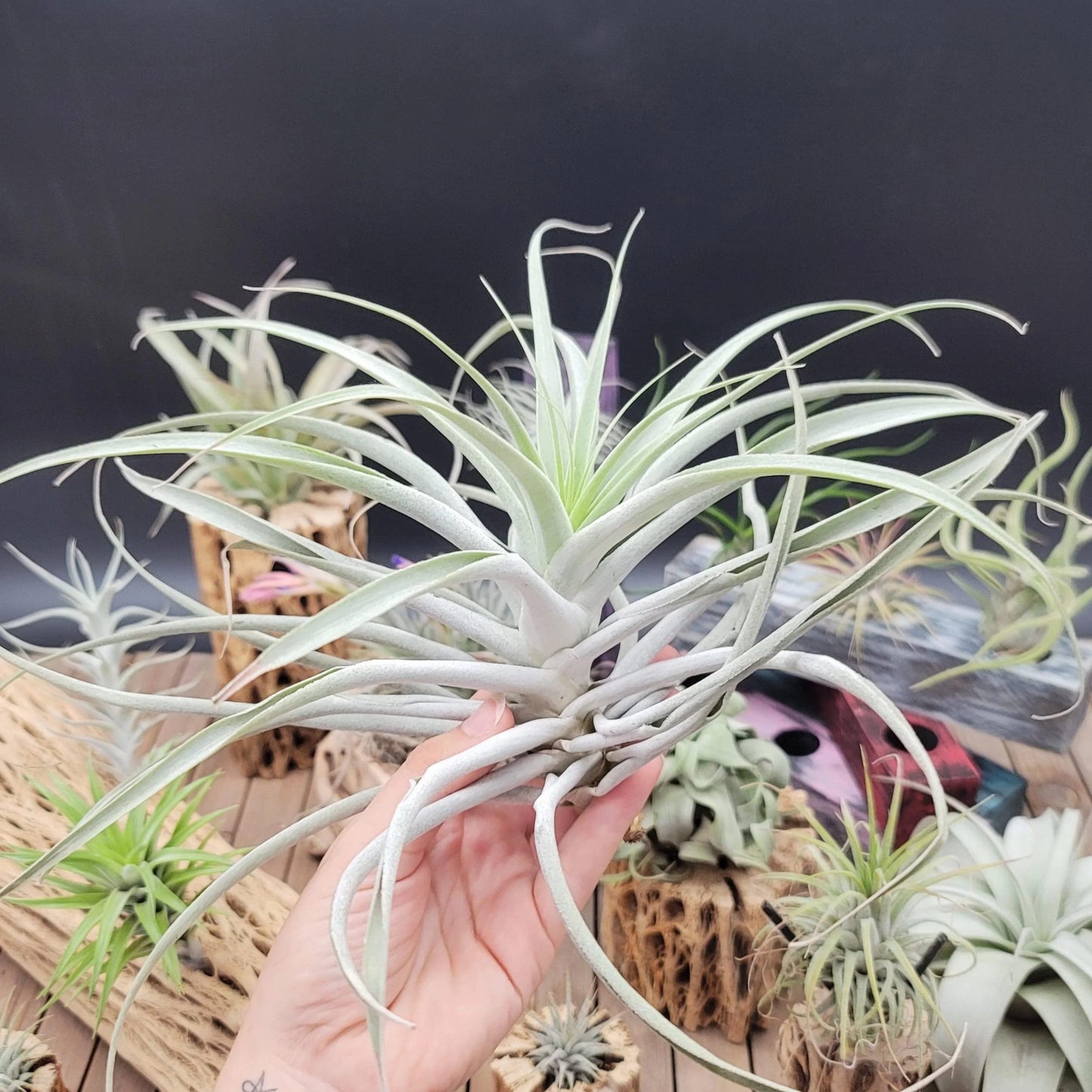 Tillandsia Cacticola Large