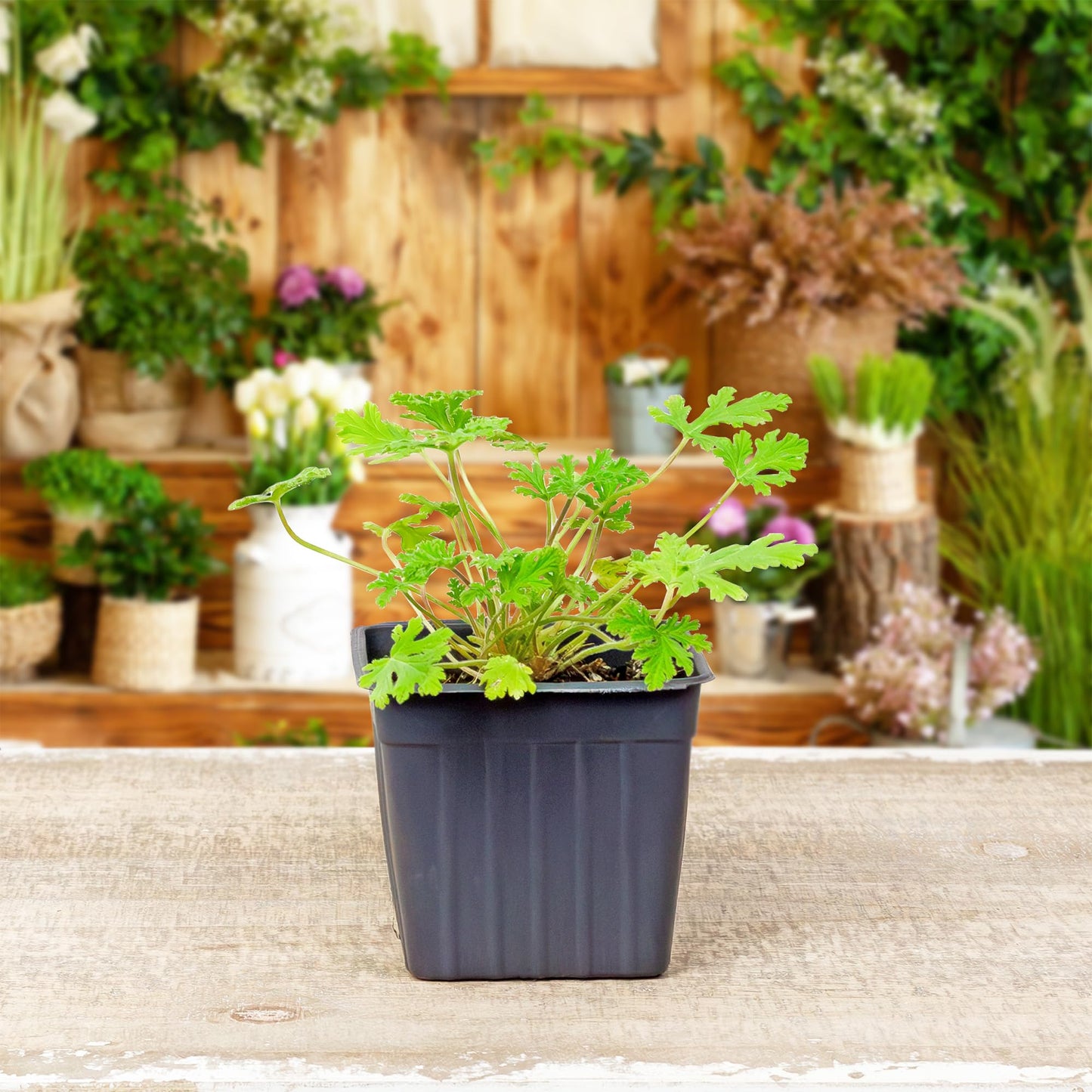 Live Citronella Geranium Plants (6-Pack); Pelargonium Citronella Scented Potted Plants