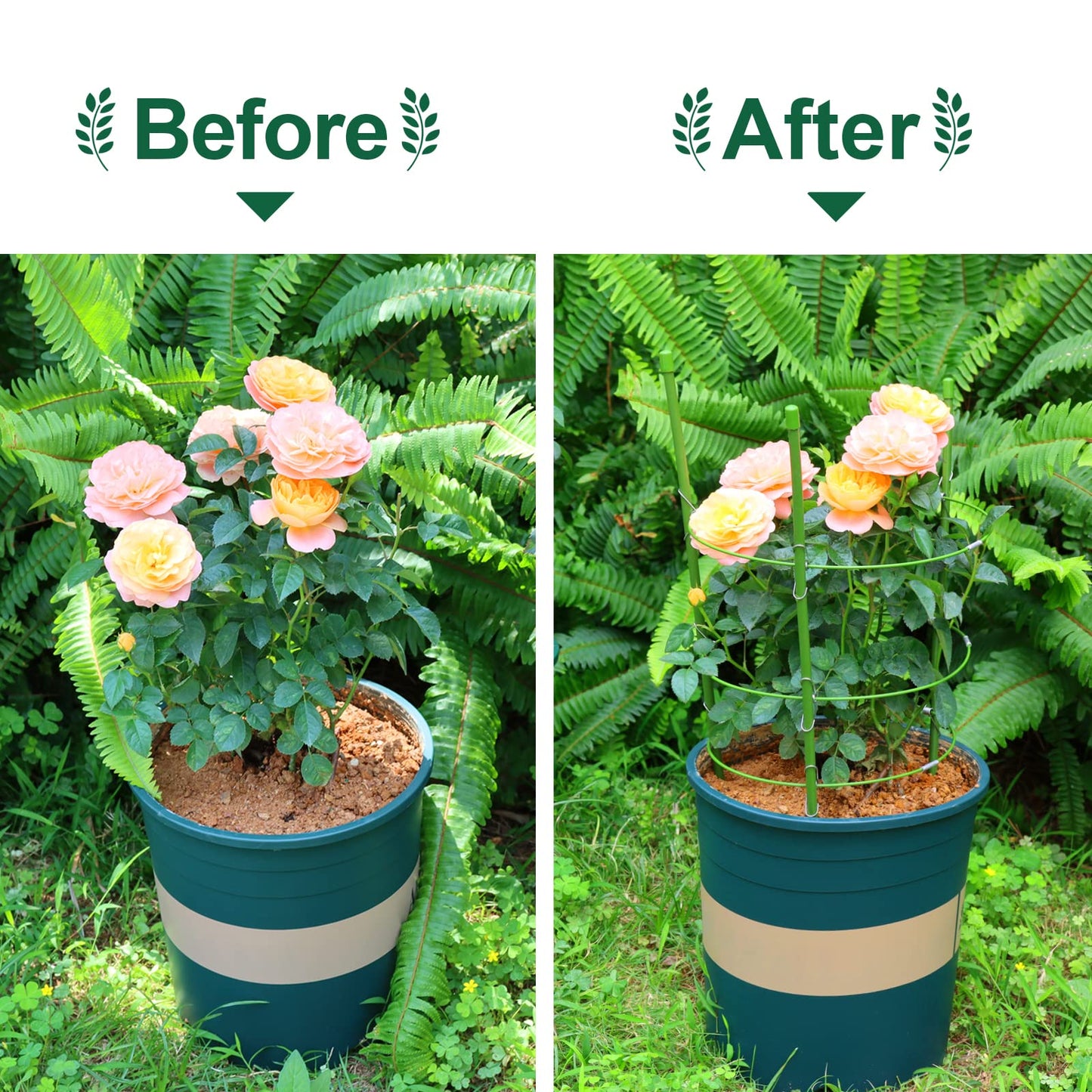 LEOBRO 4 PCS Metal Plant Cages, Tomato Cages, Metal Garden Plant Supports, Plant Trellis, Plant Stakes for Tomato, Climbing Plant, Flower, Seedlings, 17.7" High, 7.1"/7.87"/8.66" Inner Diameter