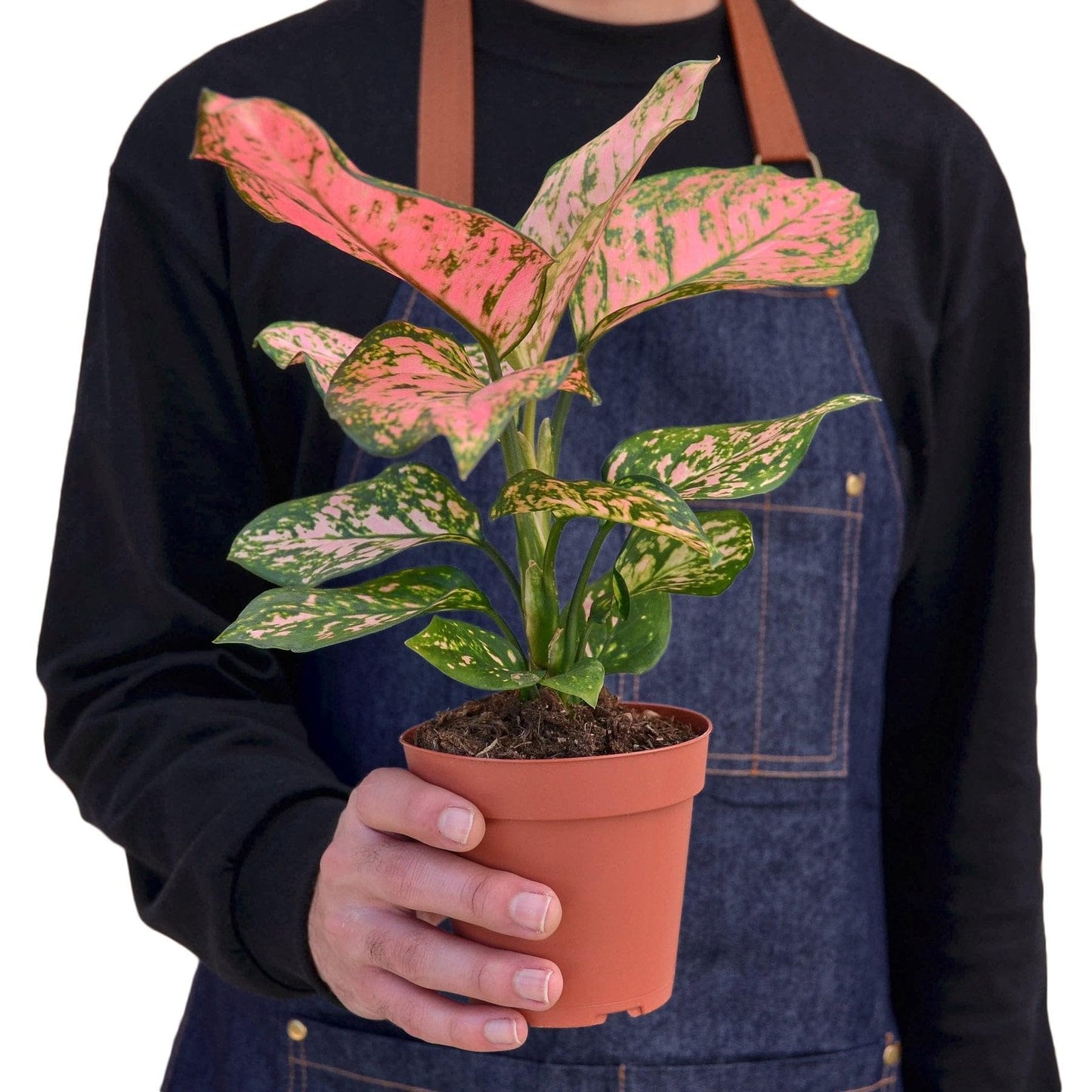 3 Pack Chinese Evergreen 'Lady Valentine' in 2in Pot - Live Plants Tropical Houseplants | Variegated | USA Growers | The Snobby Leaf