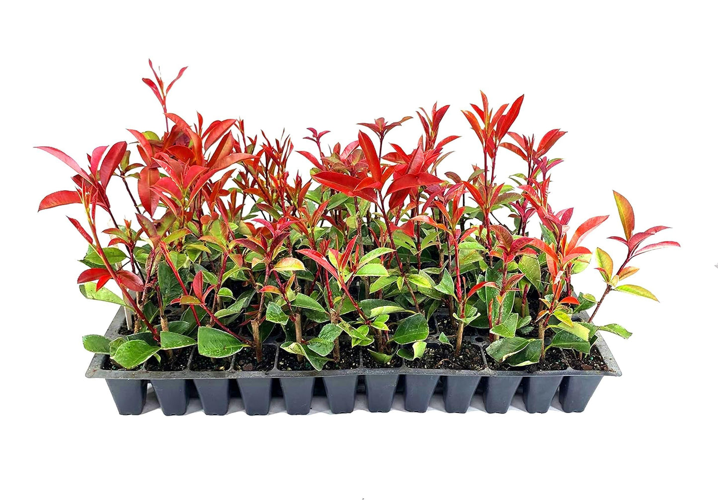 Photinia Red Tip - 3 Live Plants - Photinia x Fraseri - Evergreen Landscape Shrub