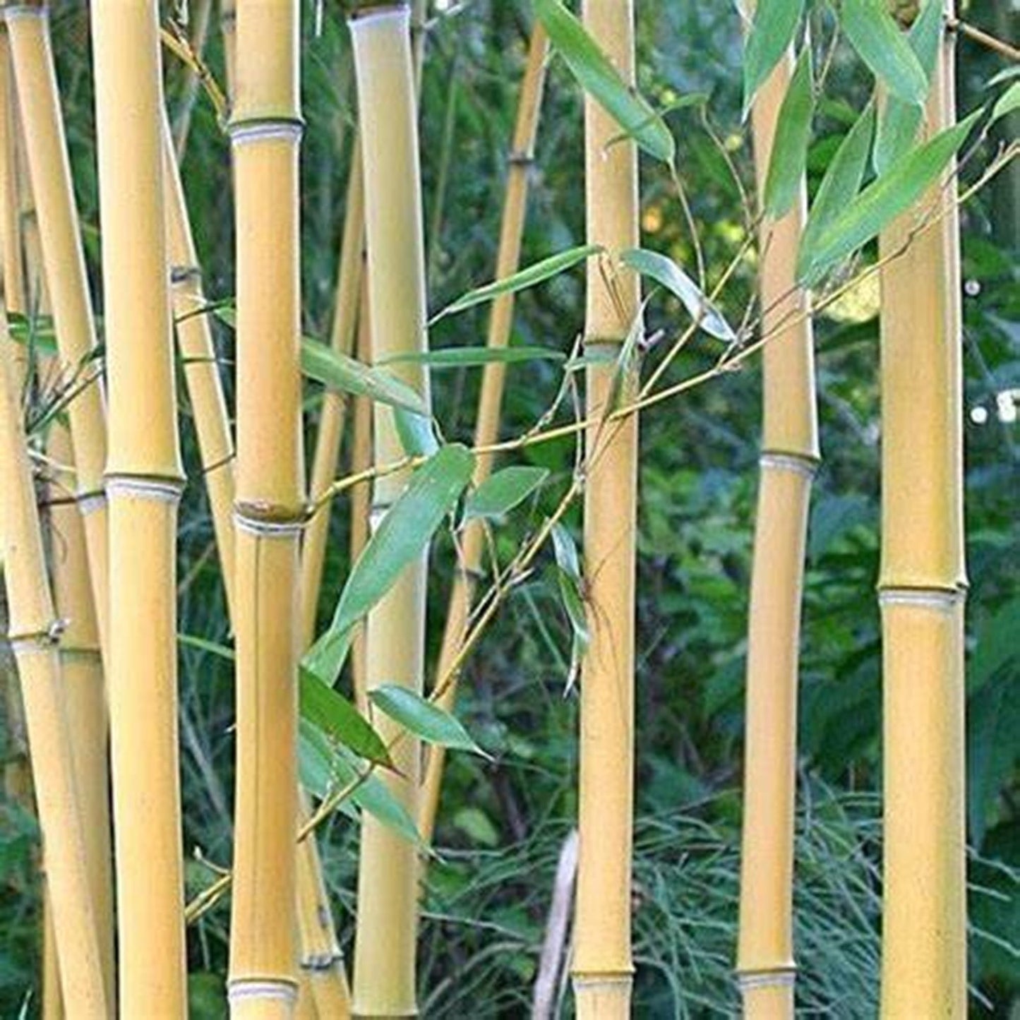 50 Lama Temple Bamboo Seeds Perennial Ornamental Seed Privacy