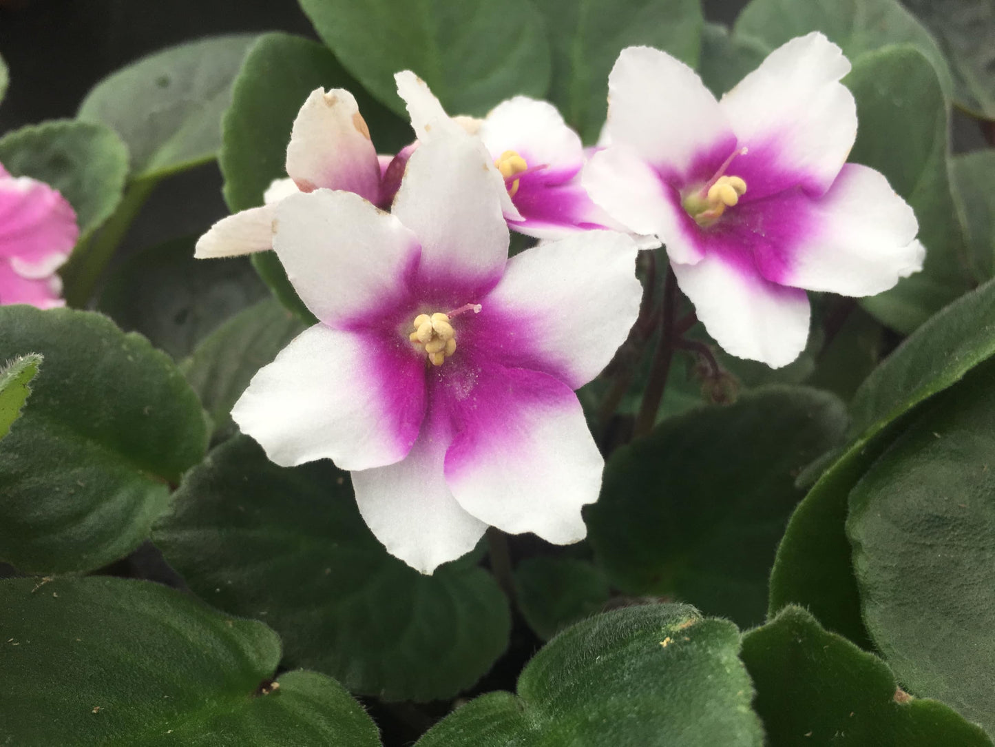 Optimara African Violet Variety Pack (2 Plants) 4" Pots, Grower's-Choice Assorted Varieties