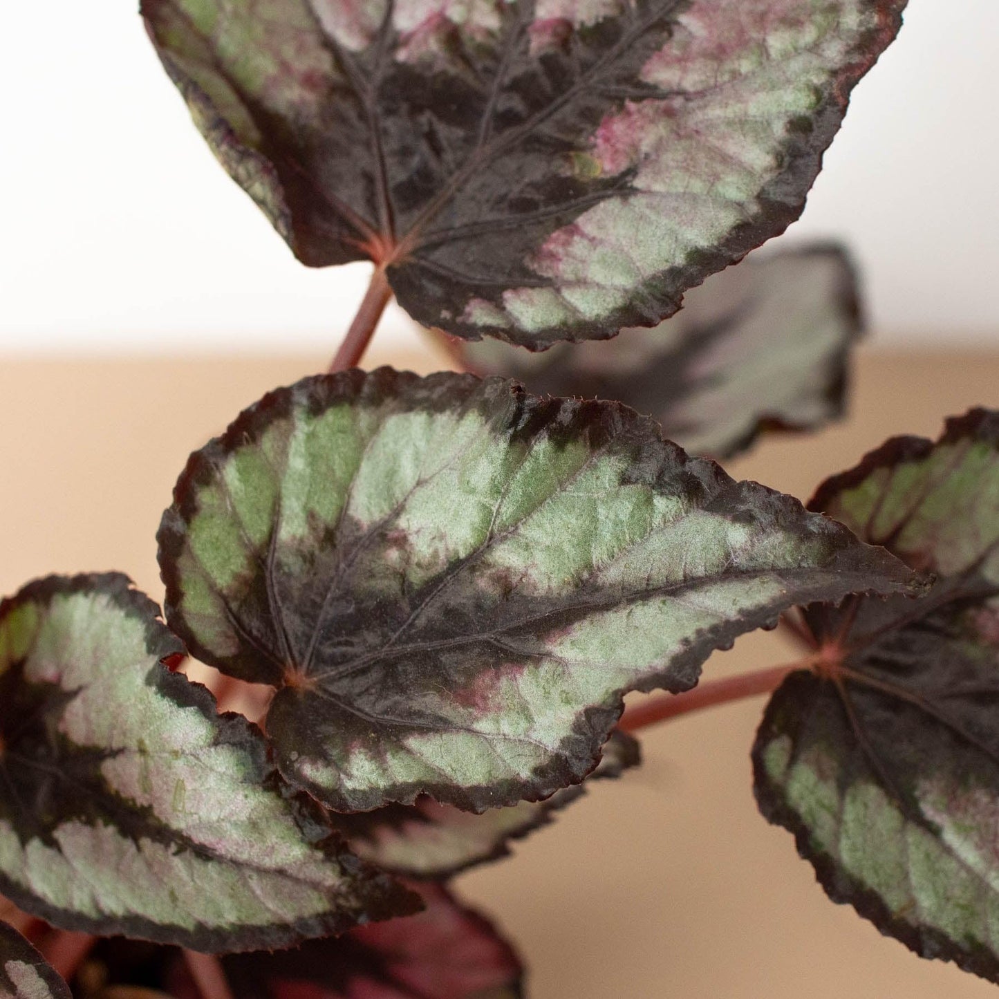 Begonia 'Rex', 4 Pack | Live Plant for Indoor & Outdoor | for Living Room, Office, Bathroom | (4" Pot)