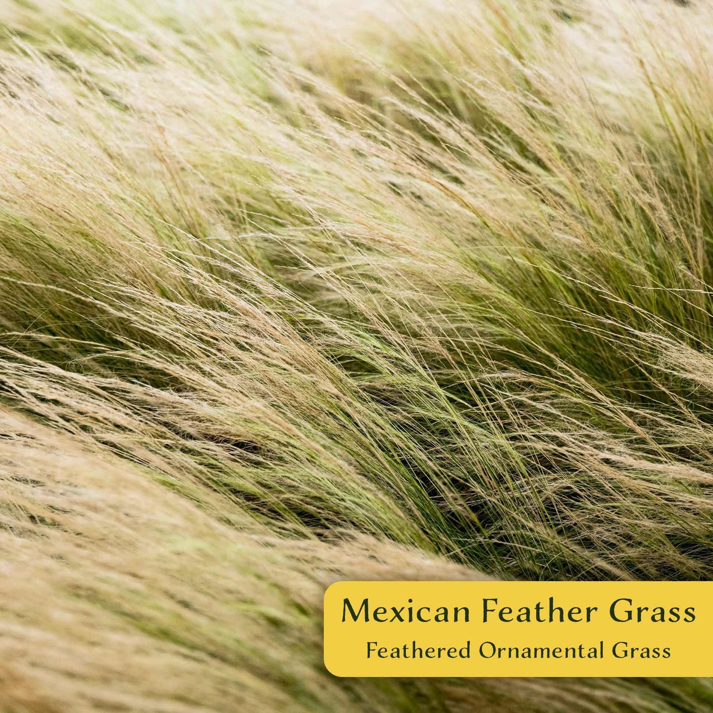 3 Mexican Feather Grass – Fine Textured Ornamental Grass with Silky Plumes for Borders & Mass Plantings (Nassella tenuissima) in 2.5” Cubes, Live Plants