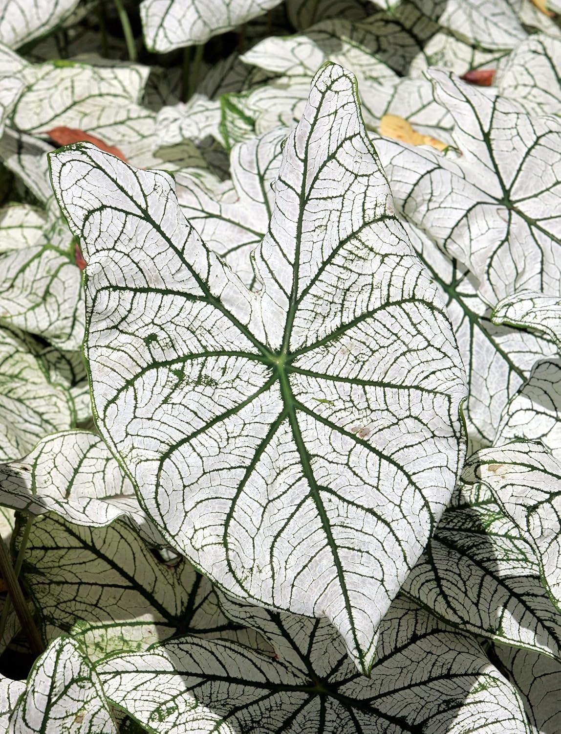 White Candidum Senor Caladium Bulbs for Planting - Perennial Hosta, Elephant Ears, Bulbs are 1.5-2.5" in Diameter (5 Bulbs)