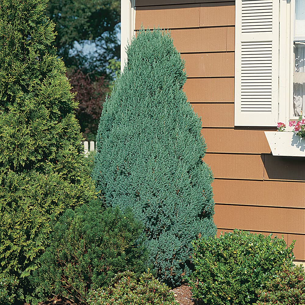 Plants by Mail Blue Point Juniper (Tree, Bush, Evergreen, Fragrant), 2.5 Quart