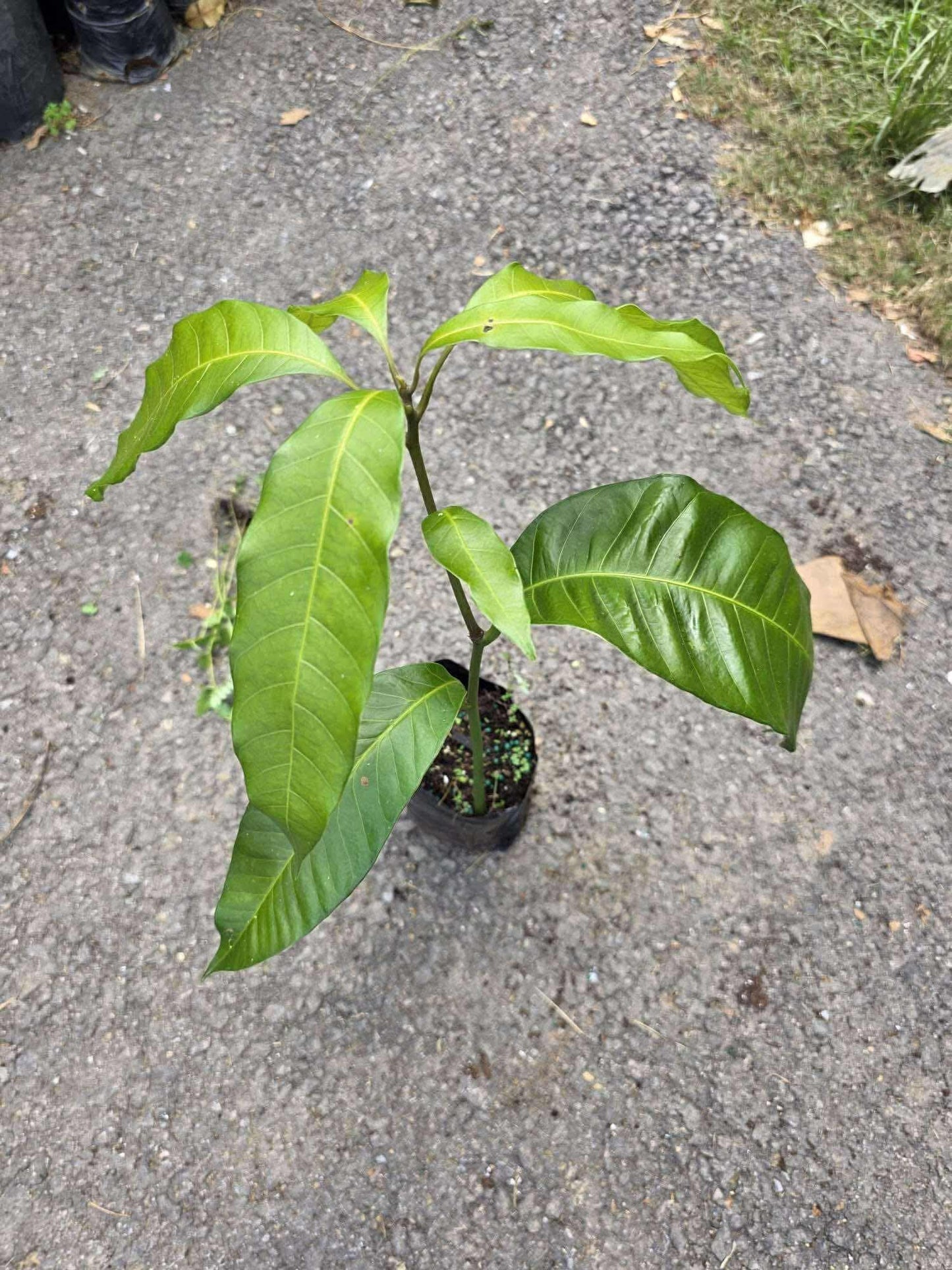 Mango Manila Manglifera friit Tree 10inch-18 Seedling