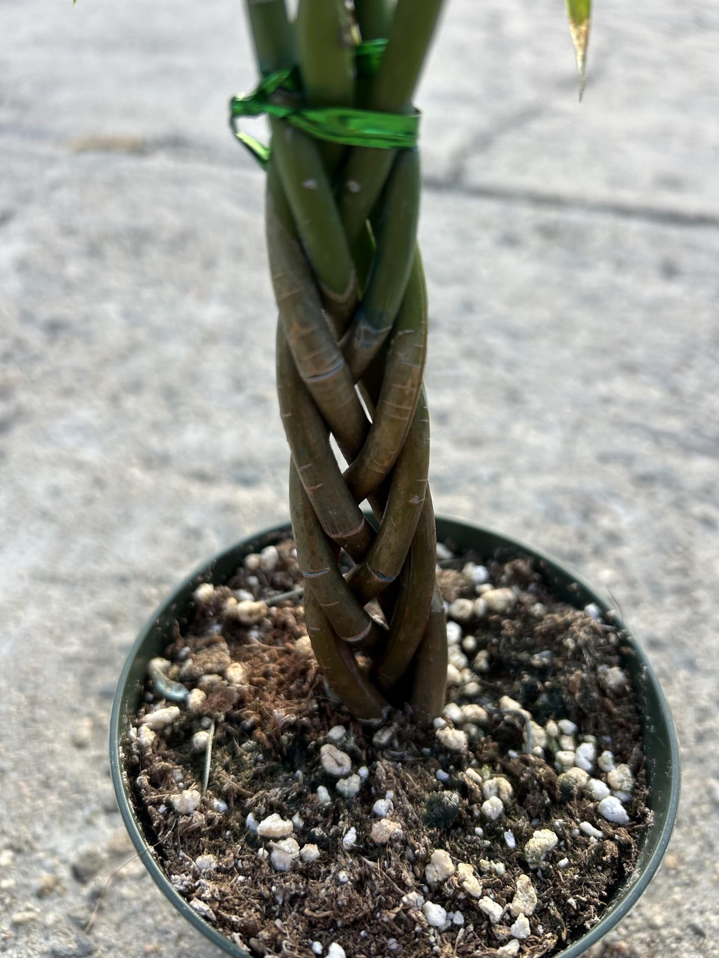 Live Money Tree Plant, 5 Braided Pachira Aquatica in 4 Inch Pot, Indoor Green Plant with Soil, Low Water Requirements, Bright Indirect Light
