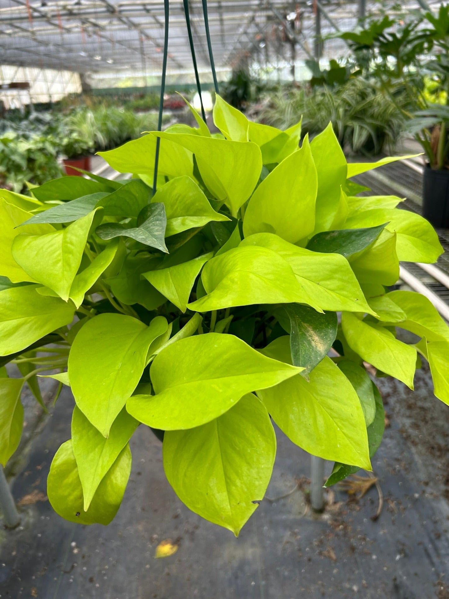 Pothos 'Neon' | Live Plant for Indoor & Outdoor | for Living Room, Office, Bathroom | (3" Pot)