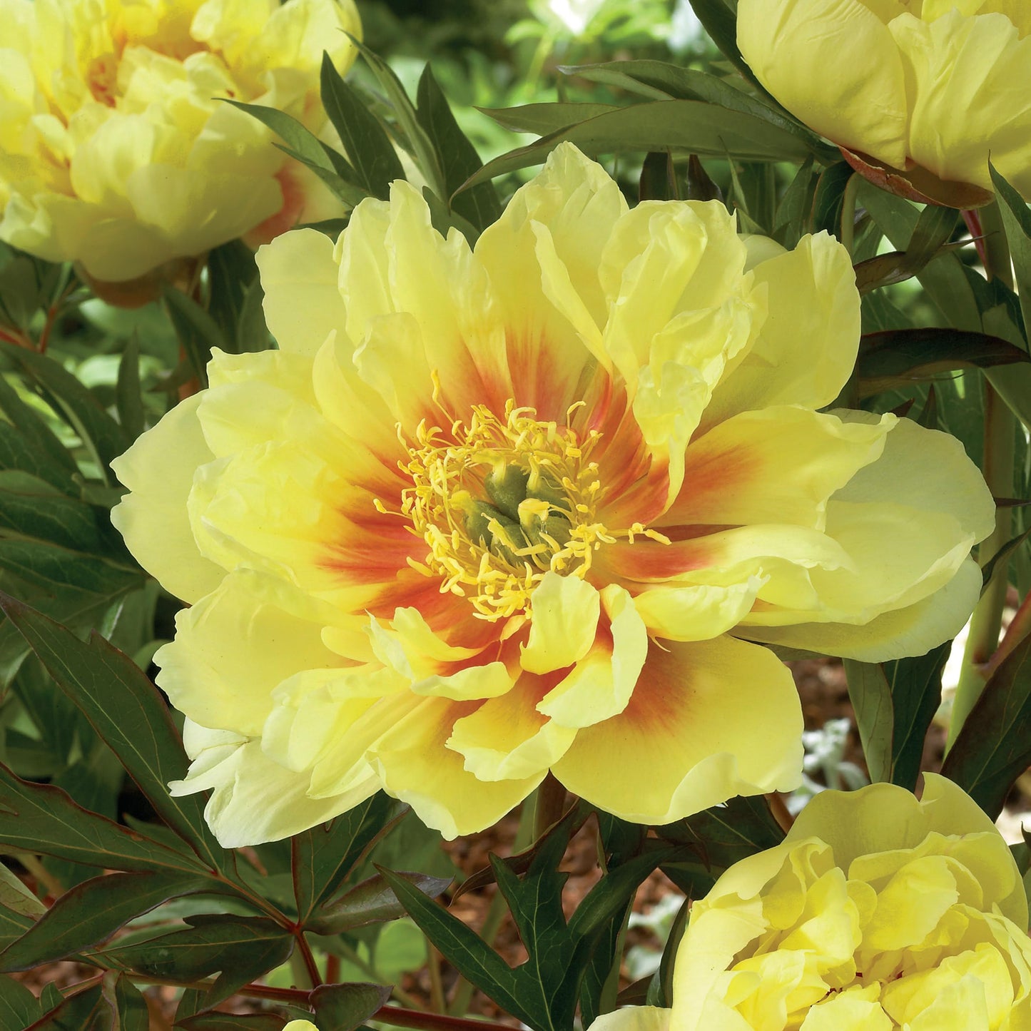 Garden State Bulb Bartzella Itoh Peony Flower Bulbs, Yellow, Spring Planting (Bag of 1)
