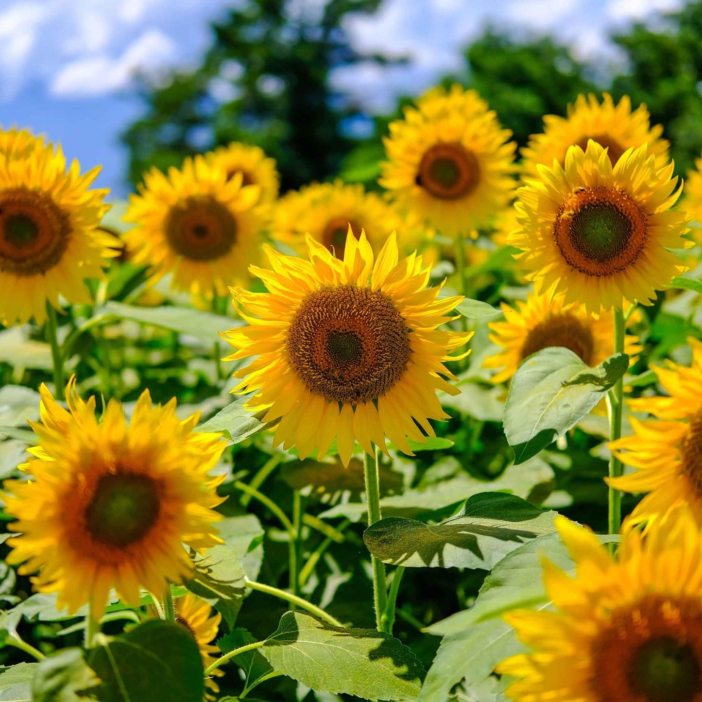 Eden Brothers Sunflower Seeds (Organic) - Mammoth Grey-Stripe