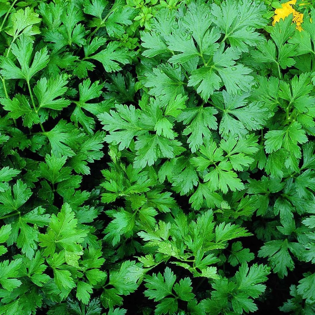 Palm Beach Medicinal Herbs - Parsley (Petroselinum crispum) - Packet of 100 Seeds
