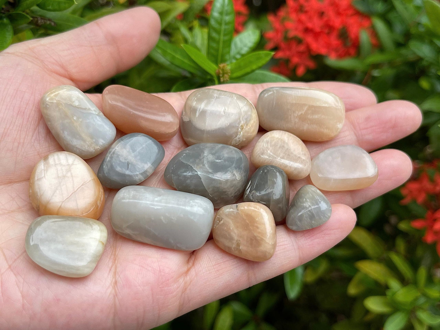 GAF TREASURES 5 Pcs Moonstone Multi Tumbled Stones, Polished Natural Moonstone Multi Gemstone, Moonstone Multi Healing Crystals (Moonstone Multi)