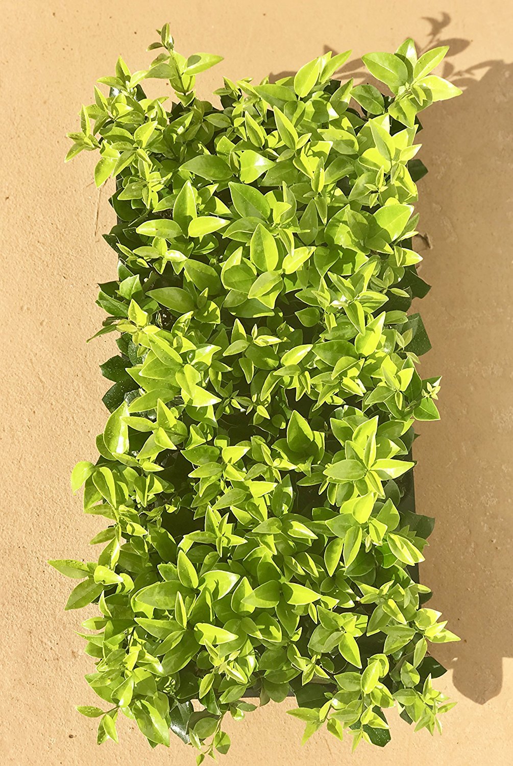 Ligustrum Waxleaf Privet - 30 Live Plants 2" Pot Size - Evergreen Privacy Hedge