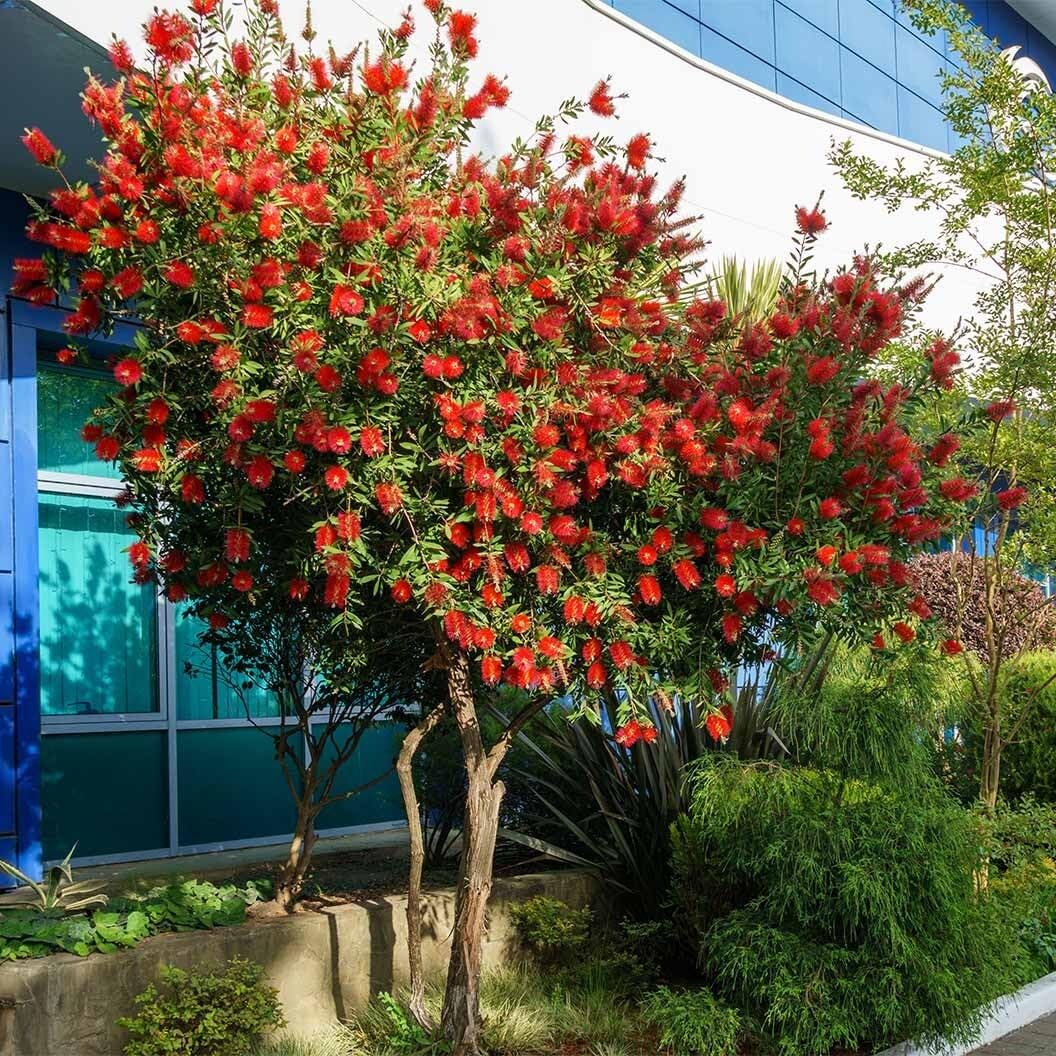 Live Plant - Red Cluster Bottlebrush Callistemon Citrinus-Small Rooted Starter Plant