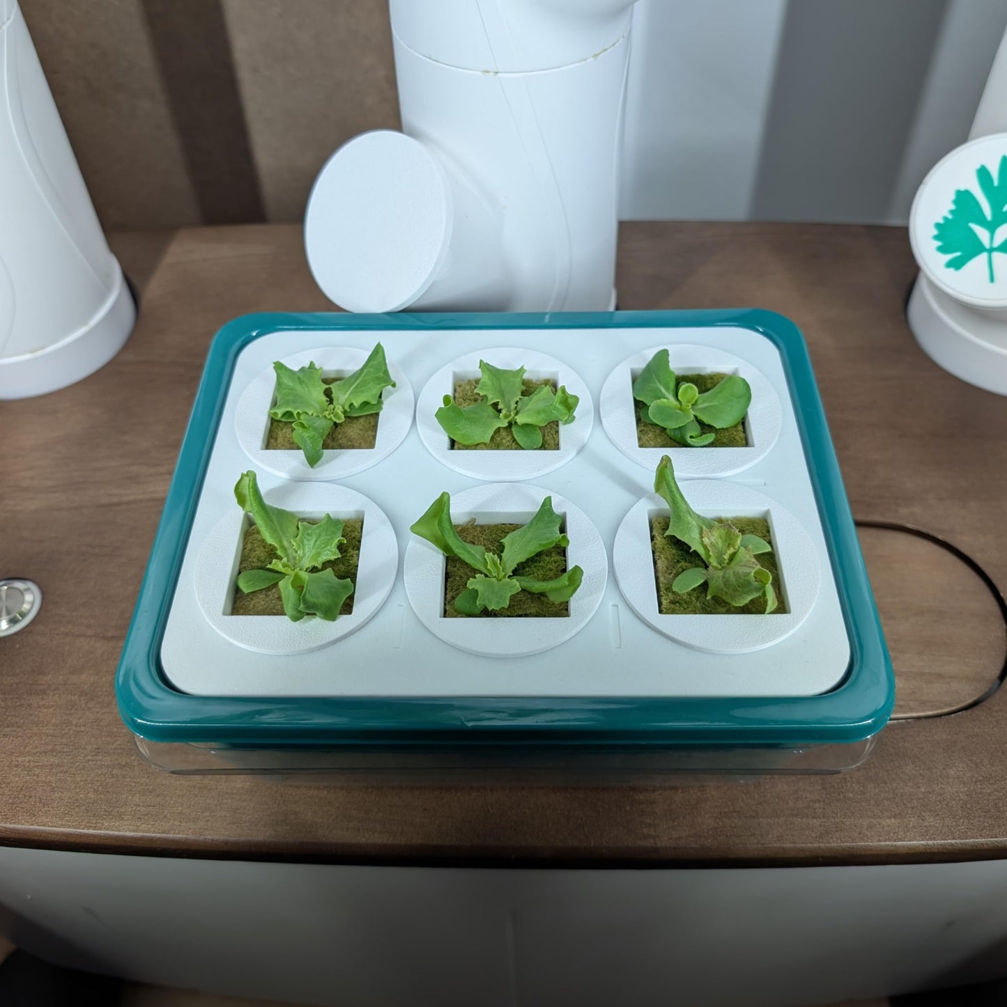 Grow Cubes for Hydroponic System/Grow Cubes Compatible with Gardyn (Seed Starter Nursery + w/Rockwool)