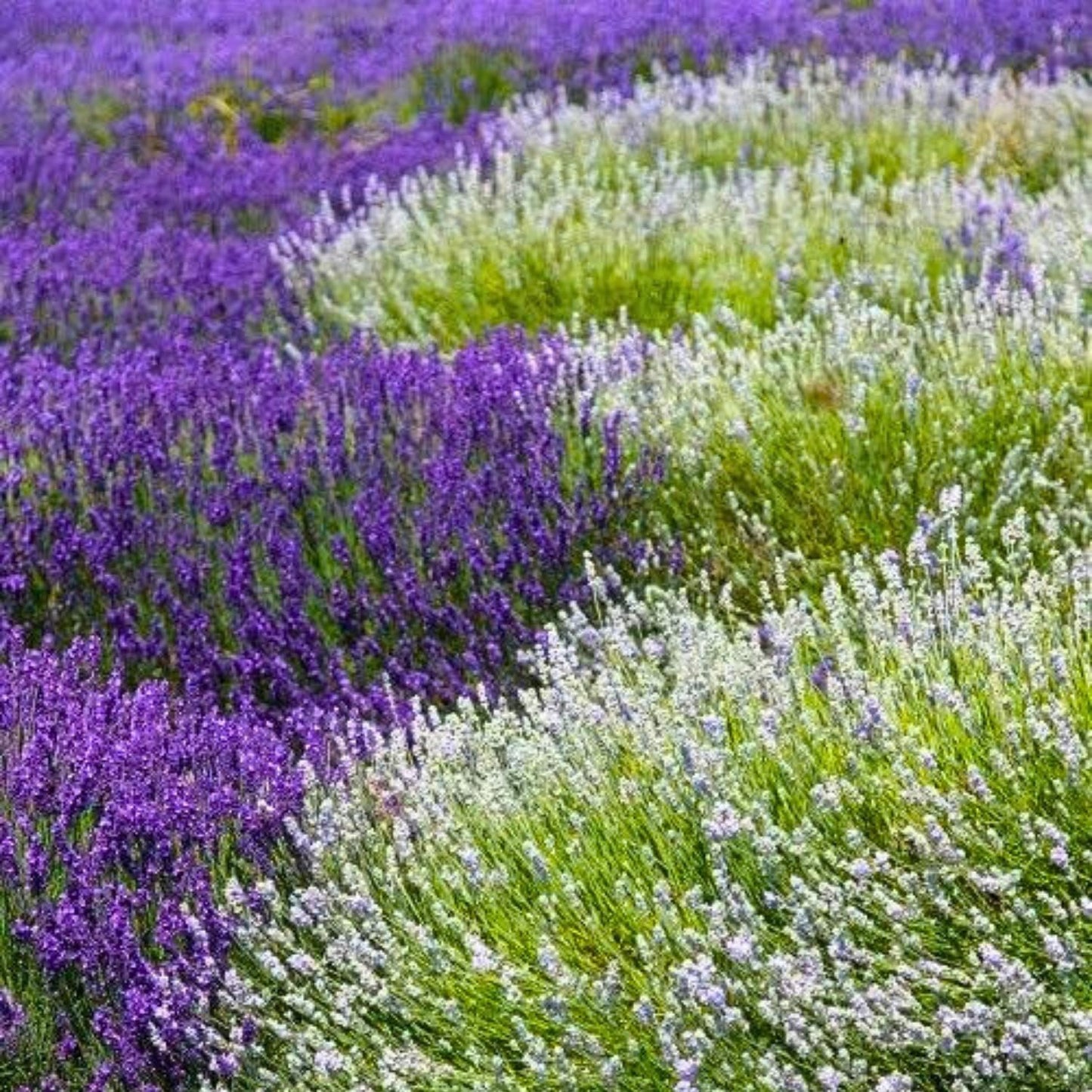 Pack 2 Lavender Live Plants 4-8 Inches, Hardy Fragrant Perennial Outdoor Herb Plant (Assorted Lavender)