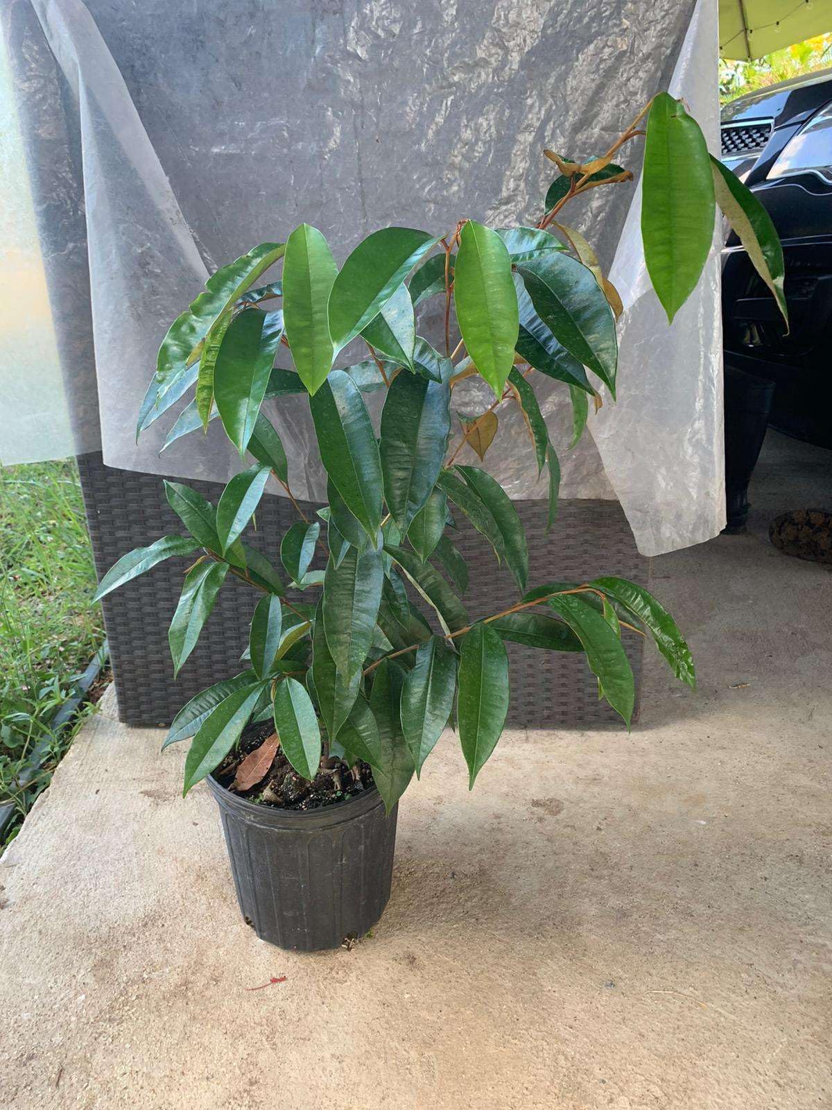 Live Plant - Star Apple (Chrysophyllum Cainito) Tropical Fruit Tree 2′-3′