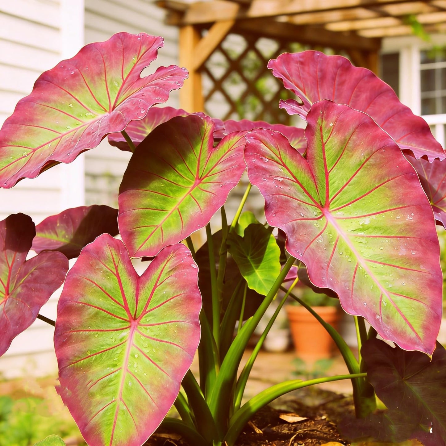 mkiytfdn Elephant Ear,Giant Tropical Foliage for Year After Year Garden Growth-6BULBS-B