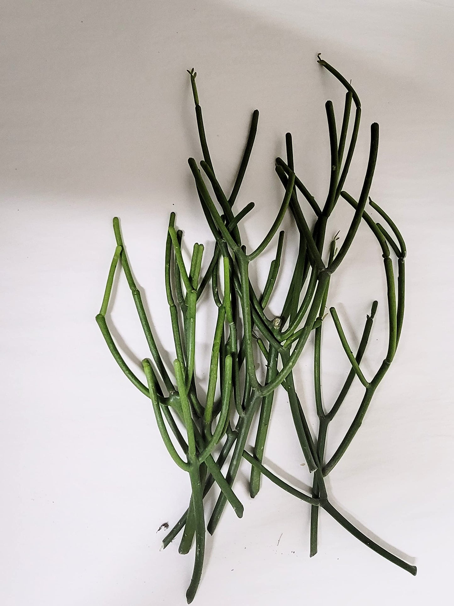 Pencil Cactus Indian Tree Spurge (euphorbia tirucalli) 10 clips (approx 6-8")