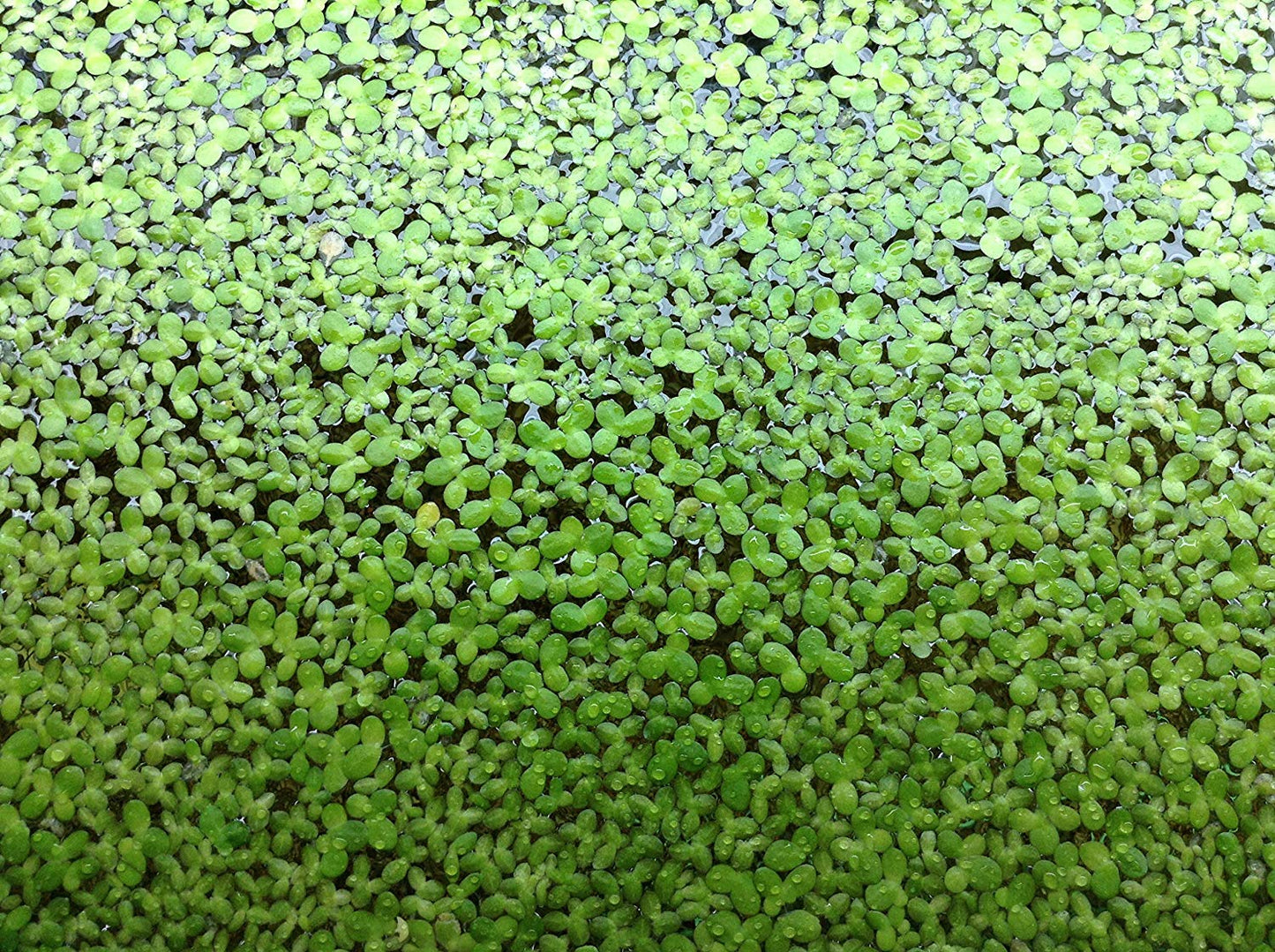 500 Live Duckweed Plants (LEMNA Minor)