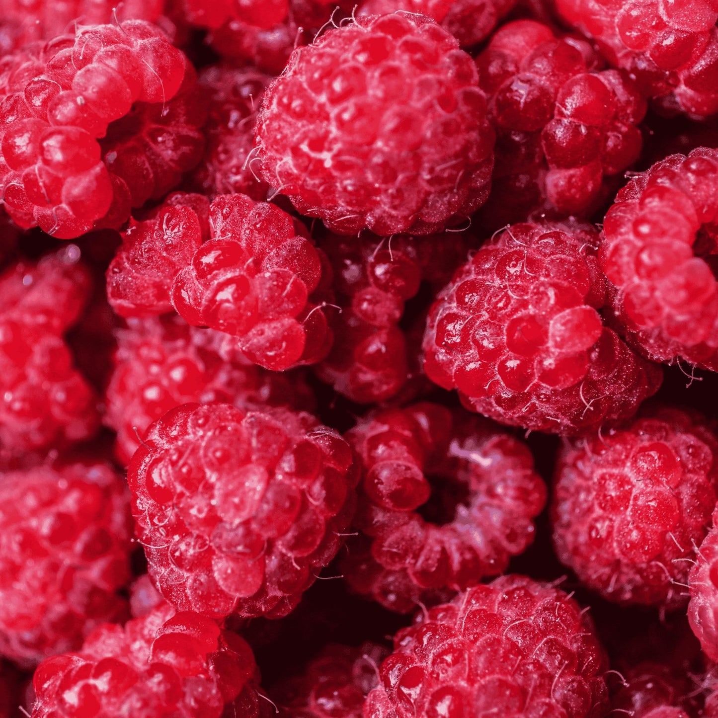 Caroline Raspberry Plants - Everbearing, Very Large Raspberries - Mature Raspberry Canes from Hand Picked Nursery (1)