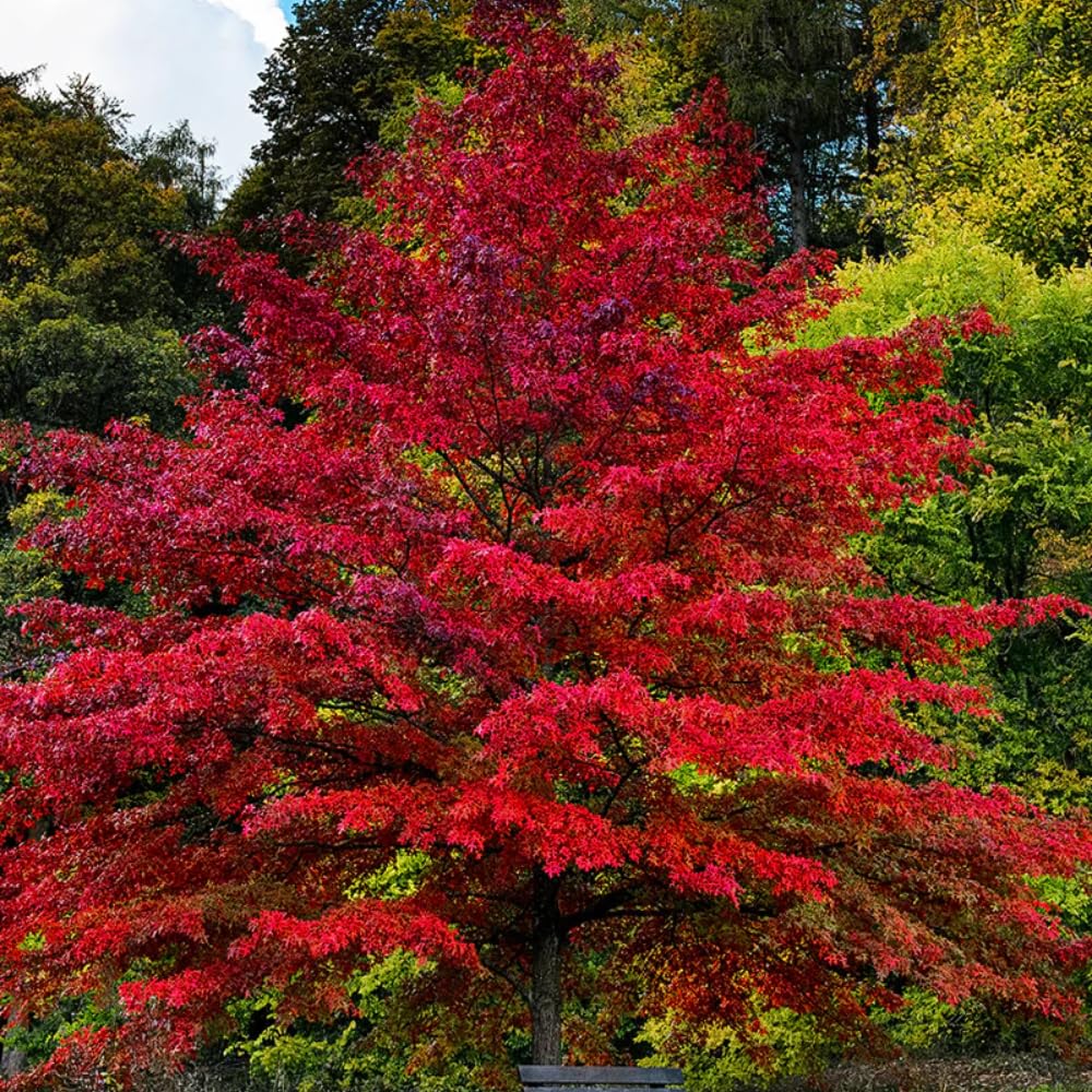 Oak Tree Live Plant, Oak Shades Tree in Quart Pot, Dormant in Winter, 6-12'' Tall, Ready to Grow Seedlings (Pin Oak)