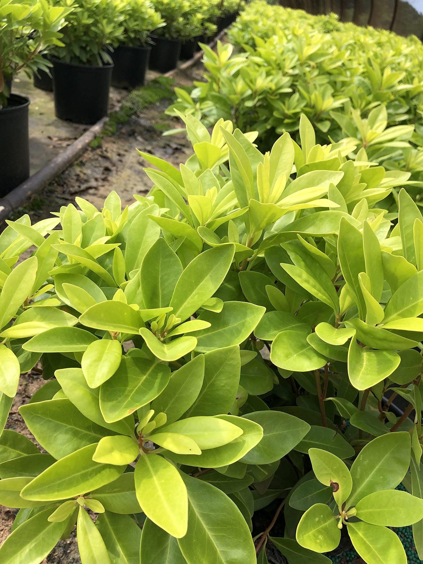 Illicium 'Florida Sunshine' (3 Gallon)