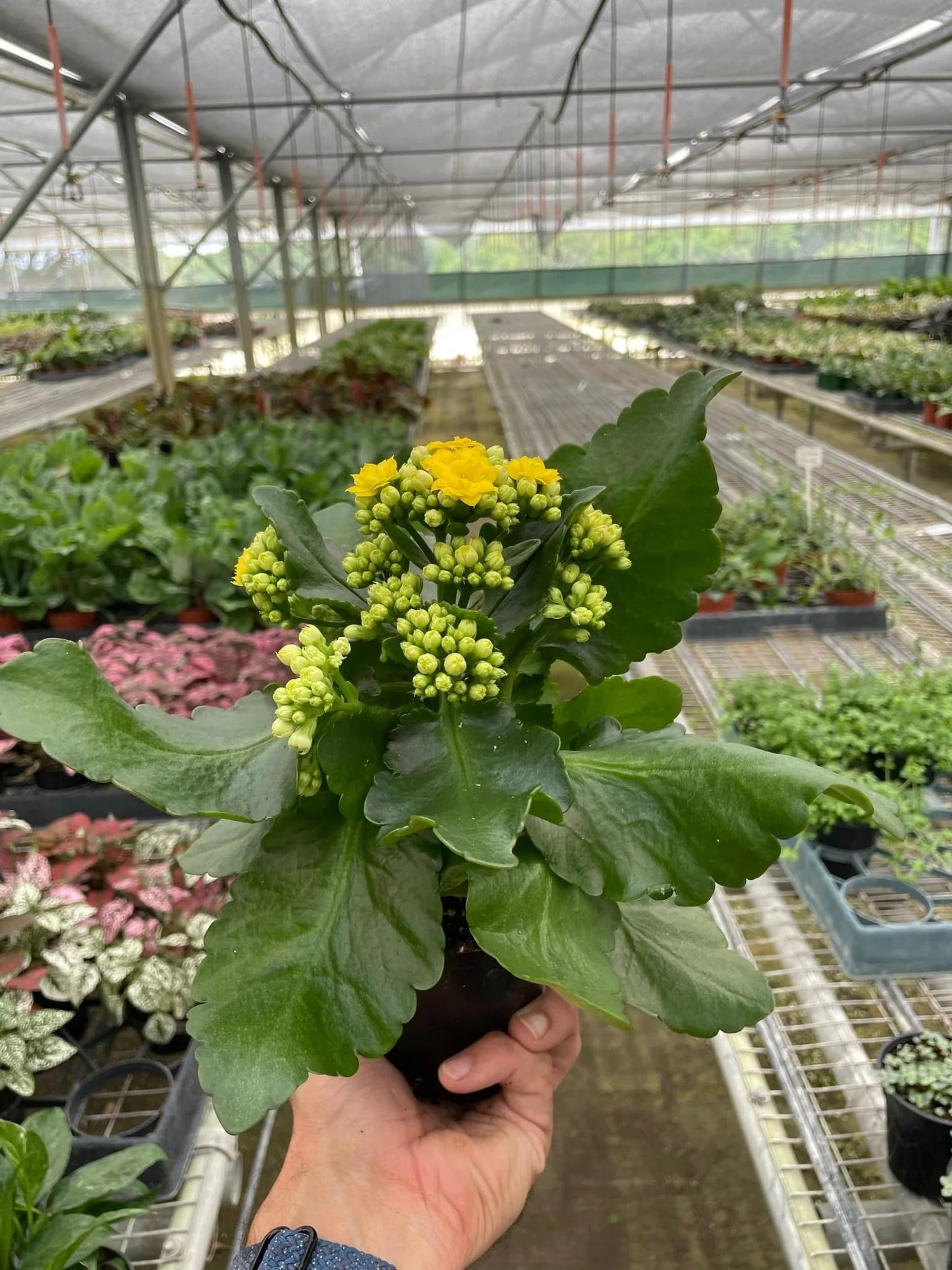 Kalanchoe Yellow | Live Plant for Indoor & Outdoor | for Living Room, Office, Bathroom | (4" Pot)