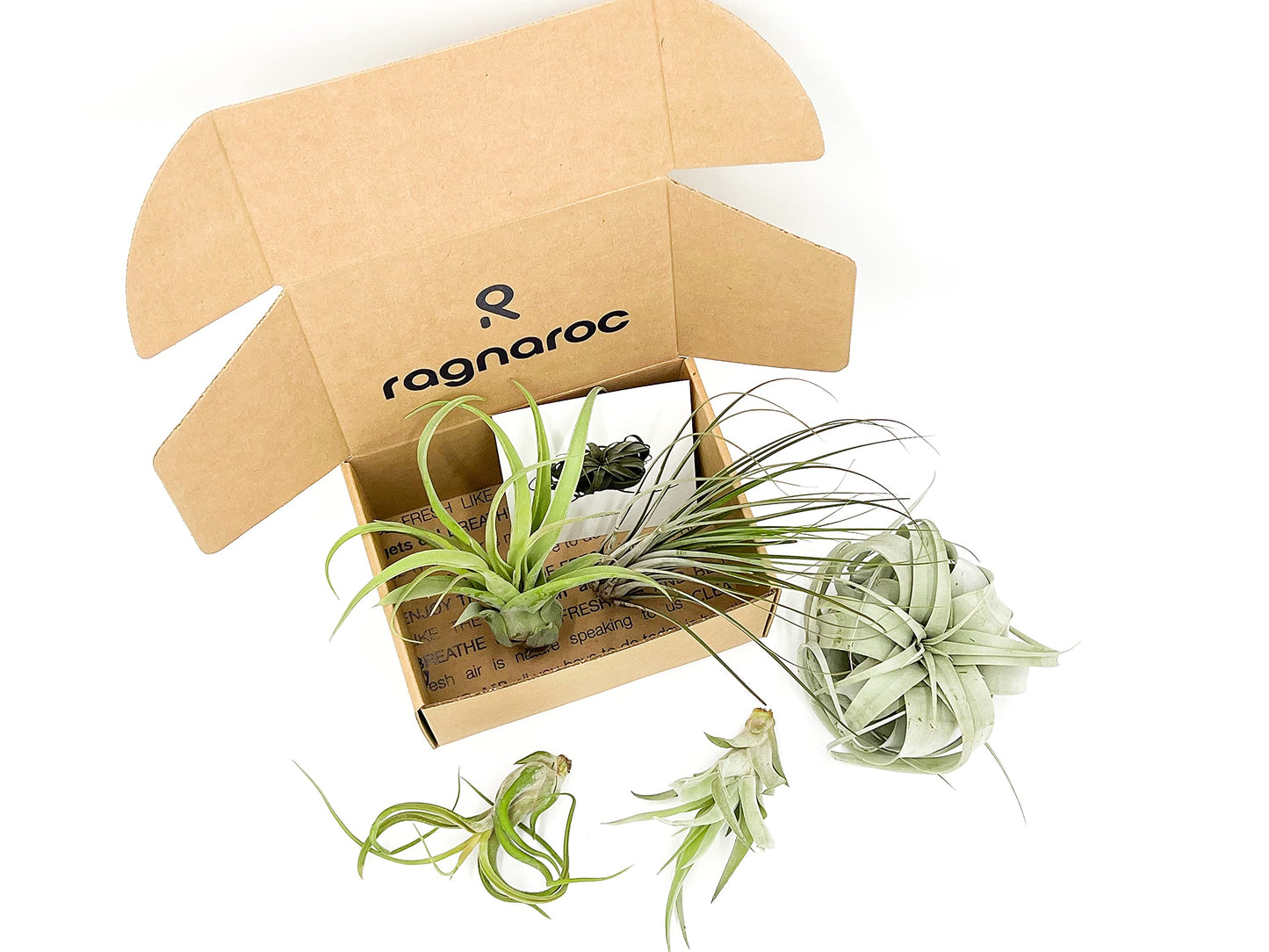 ragnaroc Air Plants - Hod Gift Box - 5ct - Live Arrival Guaranteed - House Plants for Home Decor & Gift