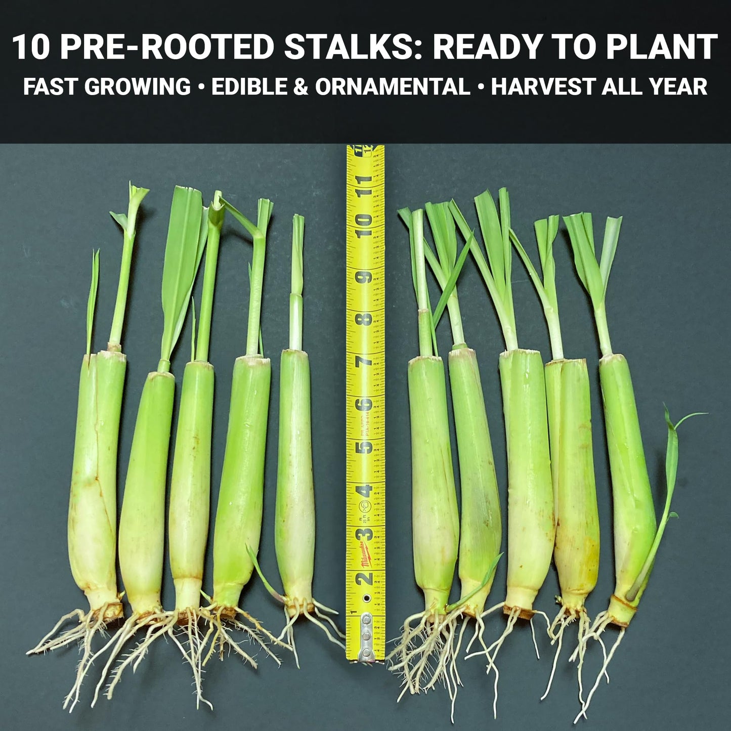 10-Pack Lemon Grass Live Plants (7–10 Inches Tall) - Hydroponic Rooted Lemongrass stalks, Fast Growing Aromatic Fresh Herb for Indoor & Outdoor Growing