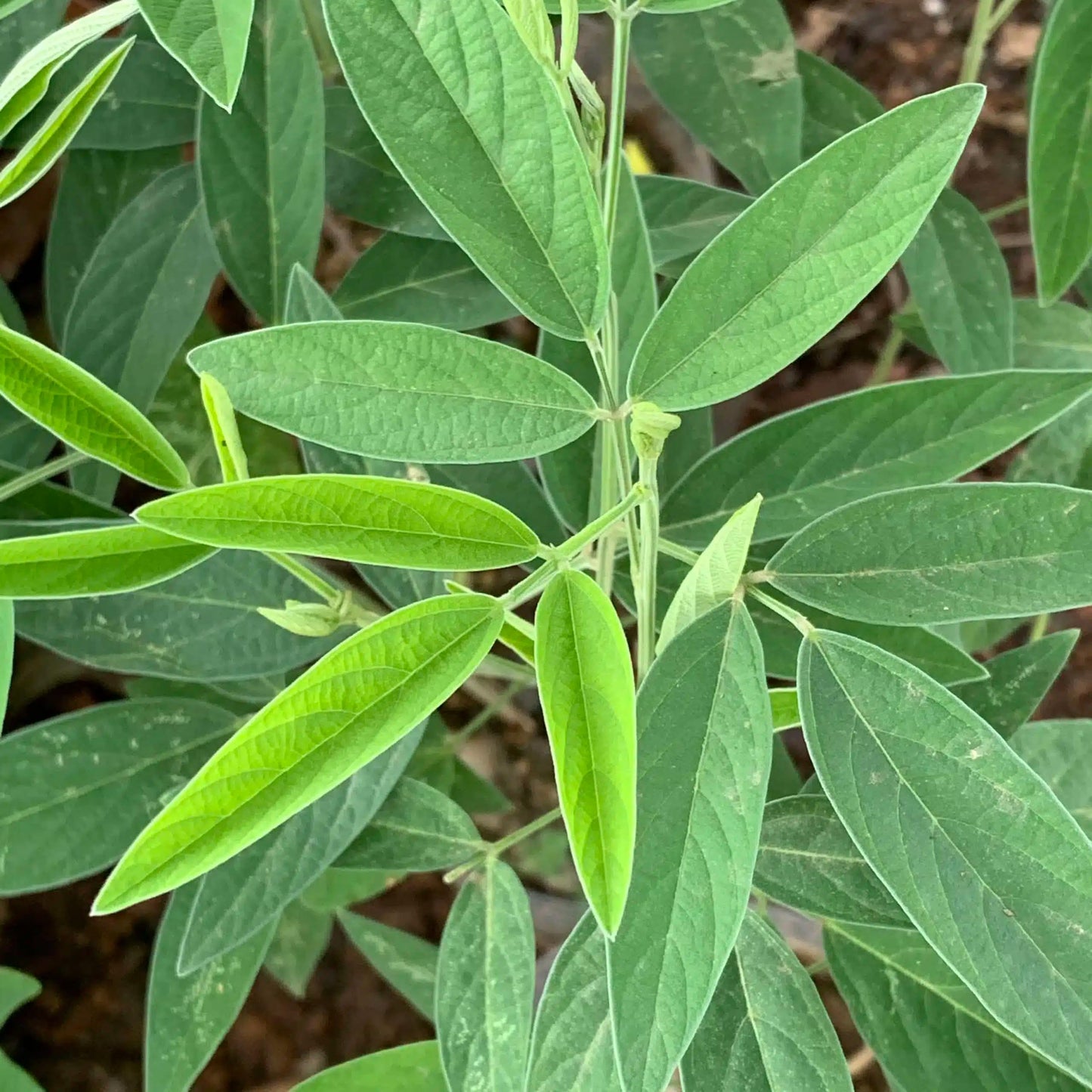 Live Plant - Pigeon Peas (Cajanus cajan) Tropical Living Plant 12”-24”
