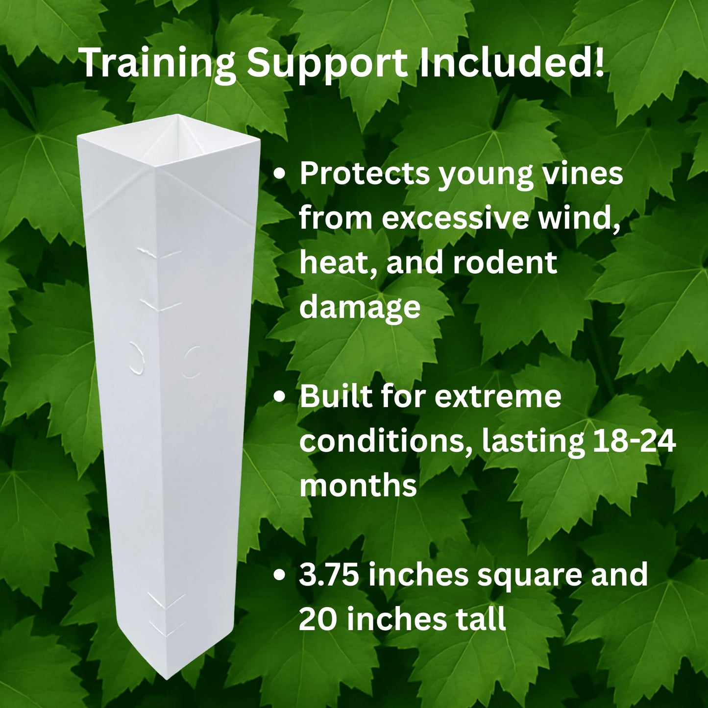 Himrod Seedless Bare Root Grape Vine - Honey-Sweet Green Table Grape! 1-Year Old Plant with Free Vine Support Included from Hand Picked Nursery (1)