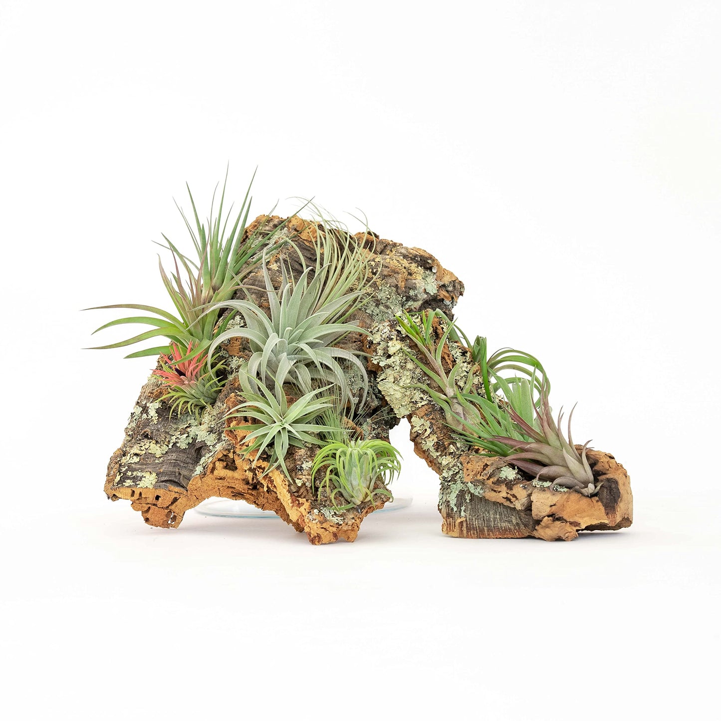 Large Natural Cork Bark DIY Kit with Five Assorted Air Plants, Glue and Hook - Live Tillandsia Succulent House Plant - Wholesale and Bulk - Easy Care Indoor and Outdoor Plants