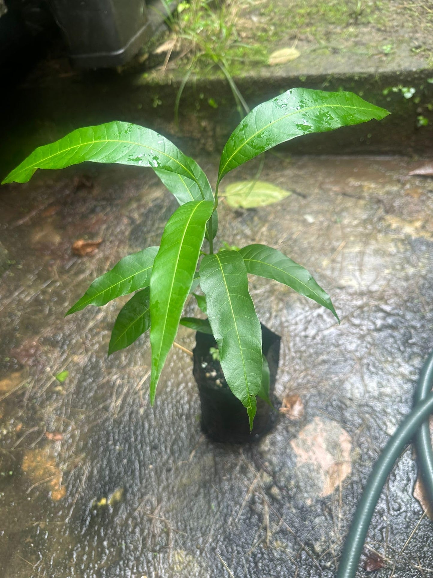 Pineapple Mango Tree – 8–12 in Live Tropical Fruit Tree Seedling (Mangifera Indica) | Naturally Grown from Seed | Sweet, Pineapple-Flavored Mango Variety | Live Plant for Home Garden or Patio