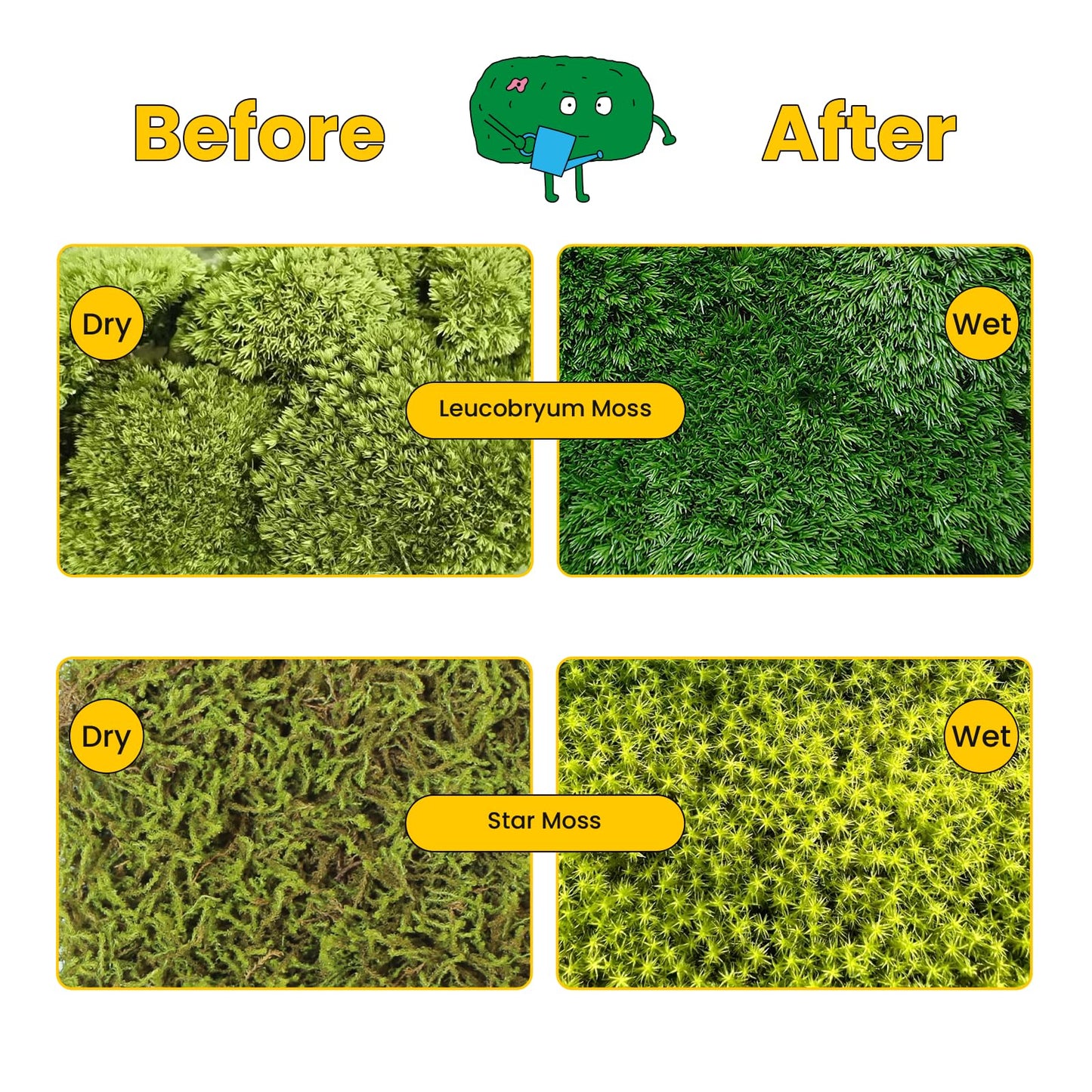 DIY Moss Terrarium Kit, 4 * 4 * 4 inch Acrylic Cube Mini Garden with Live Star Moss, Soil, Boundless Fortune-Craft Kit for Adults and Teens, Relaxing Desk Decor & Unique Gift for Home or Office