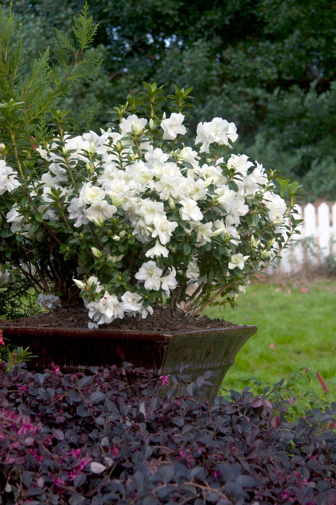 Encore Azalea Autumn Moonlight (3 Gallon) White Flowering Shrub - Full Sun Live Perennial - Evergreen Ivory White Shrub